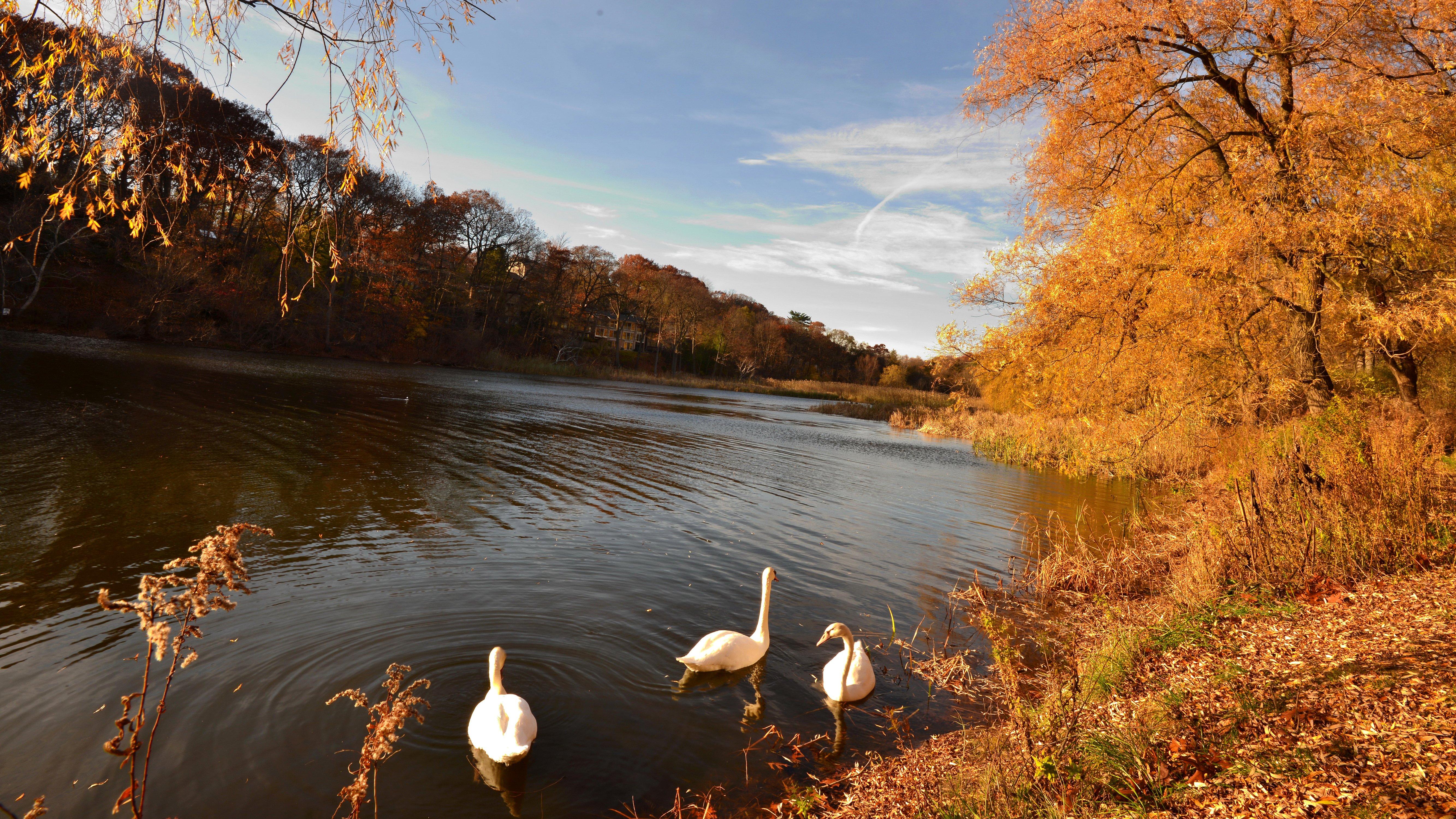 5333x3000 autumn, Fall, Landscape, Nature, Tree, Forest, Leaf, Leaves, Swan, Goose, Geese Wallpaper HD / Desktop and Mobile Background
