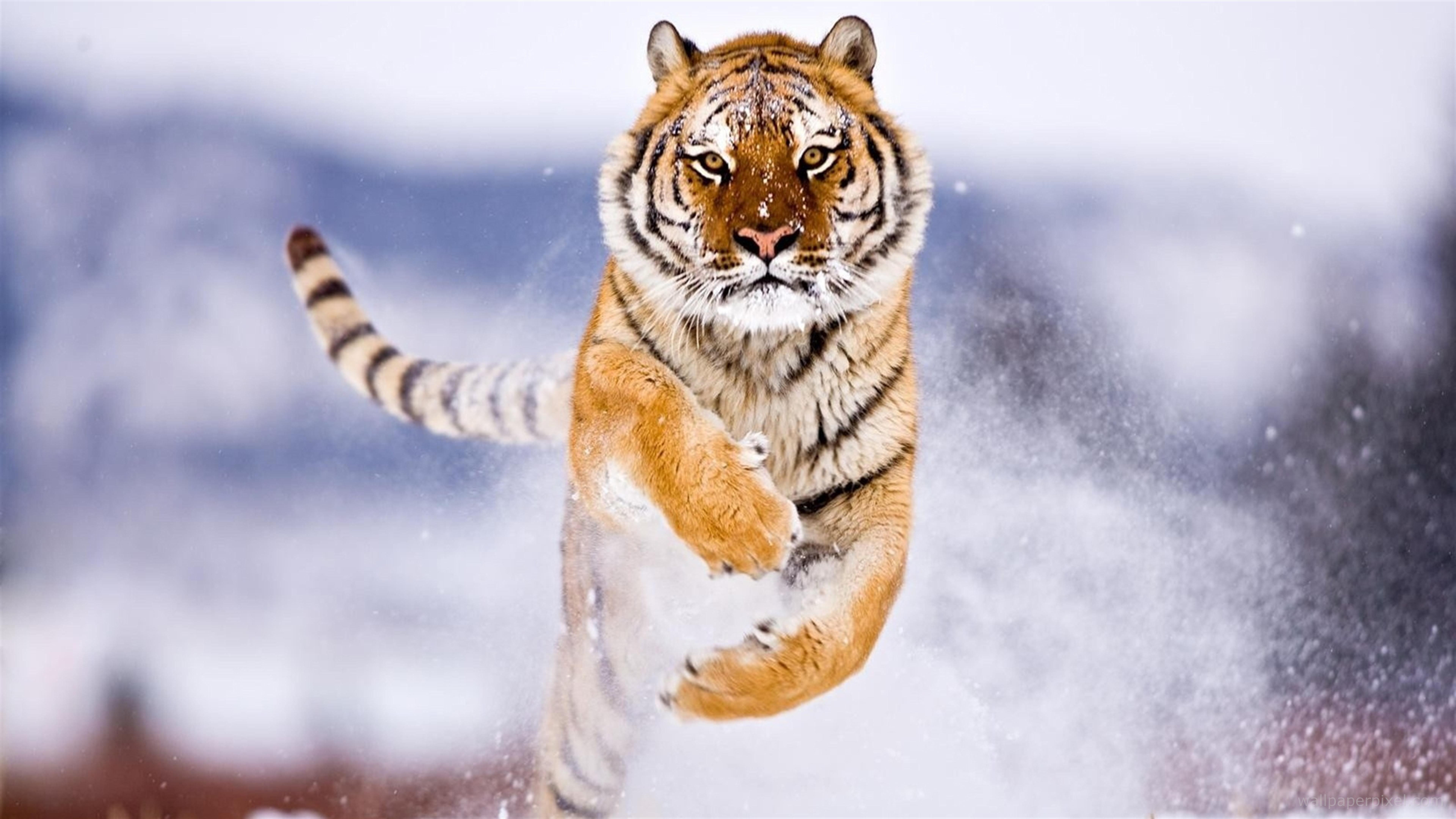 Tải xuống APK Tiger Wallpaper 4k  Best Cool Tiger Wallpapers cho Android