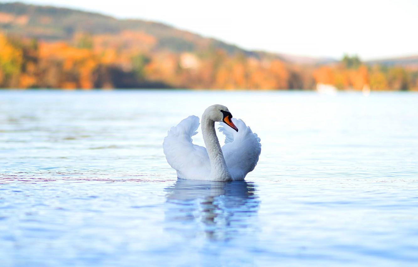1332x850 Wallpaper autumn, white, bird, Swan, light background, pond image for desktop, section животные