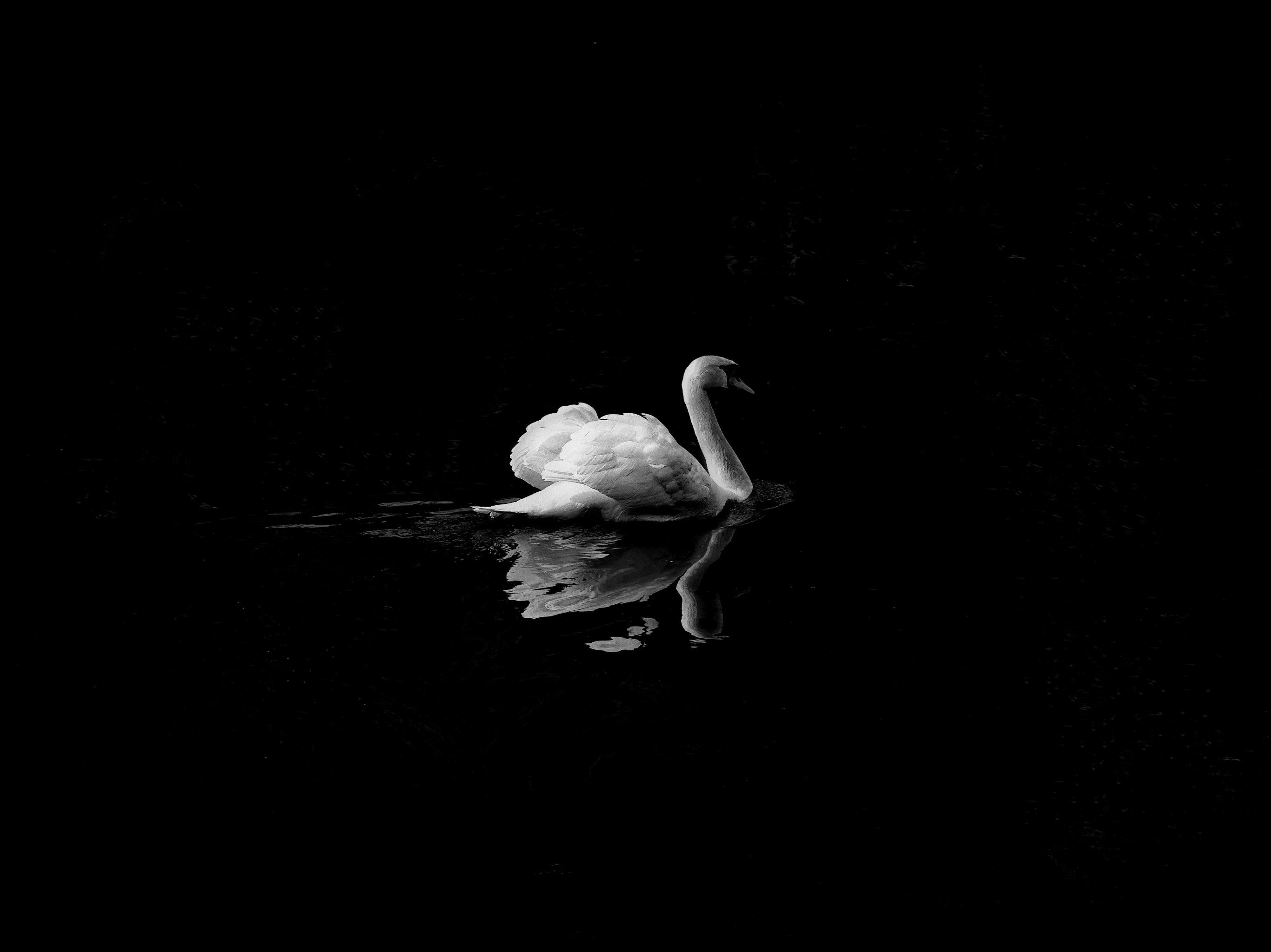 2732x2048 Swan in Lake Wallpaper, Android & Desktop Background