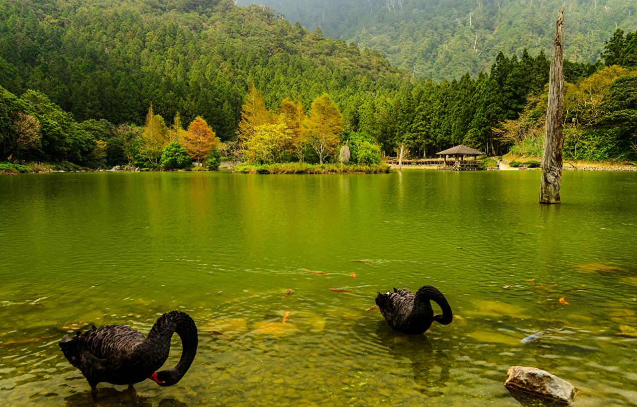 1280x819 Picture swan Japan 2 Black Autumn Nature Forests Rivers Animals