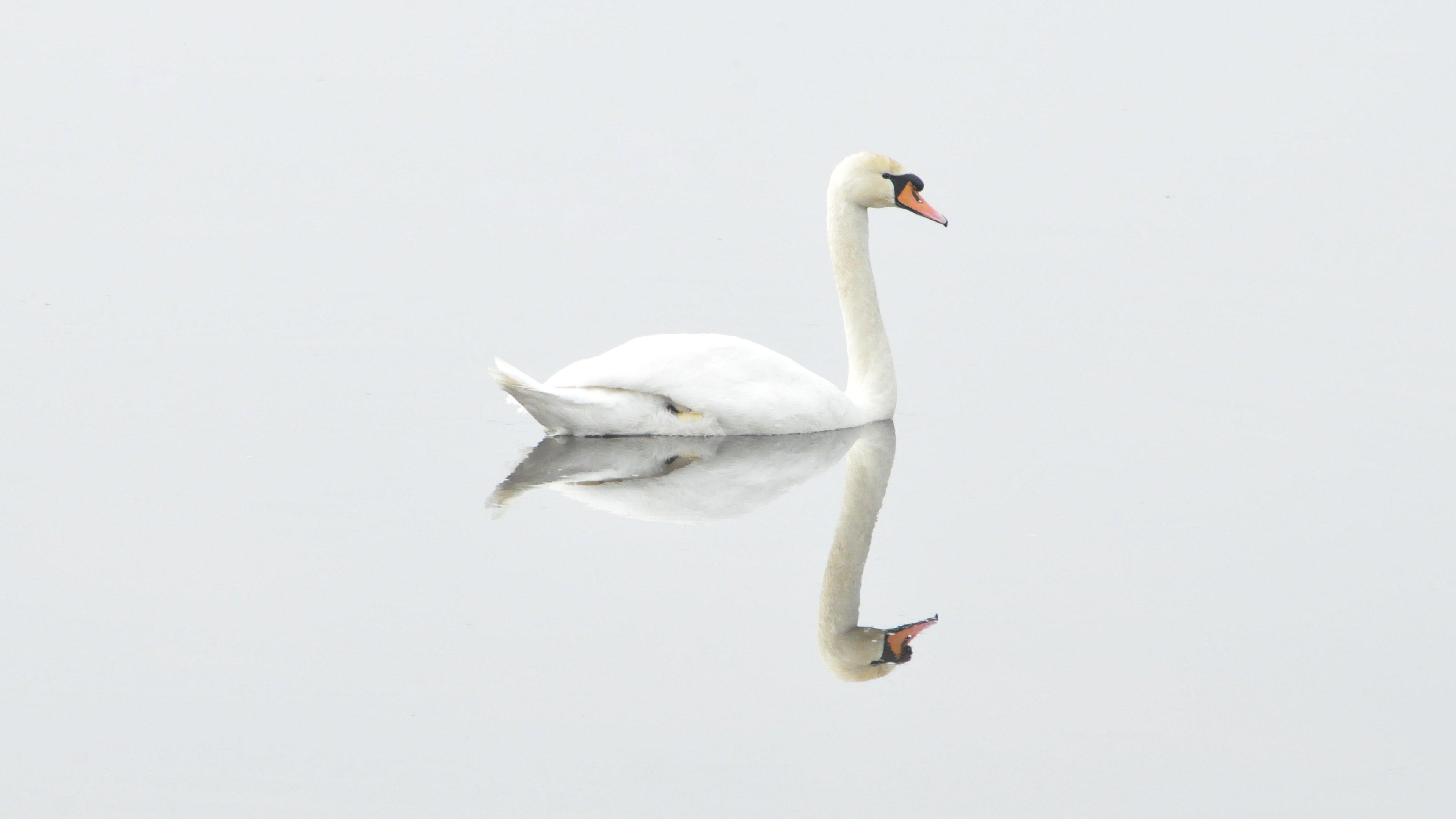 3840x2160 White Swan on Water Wallpaper, Android & Desktop Background