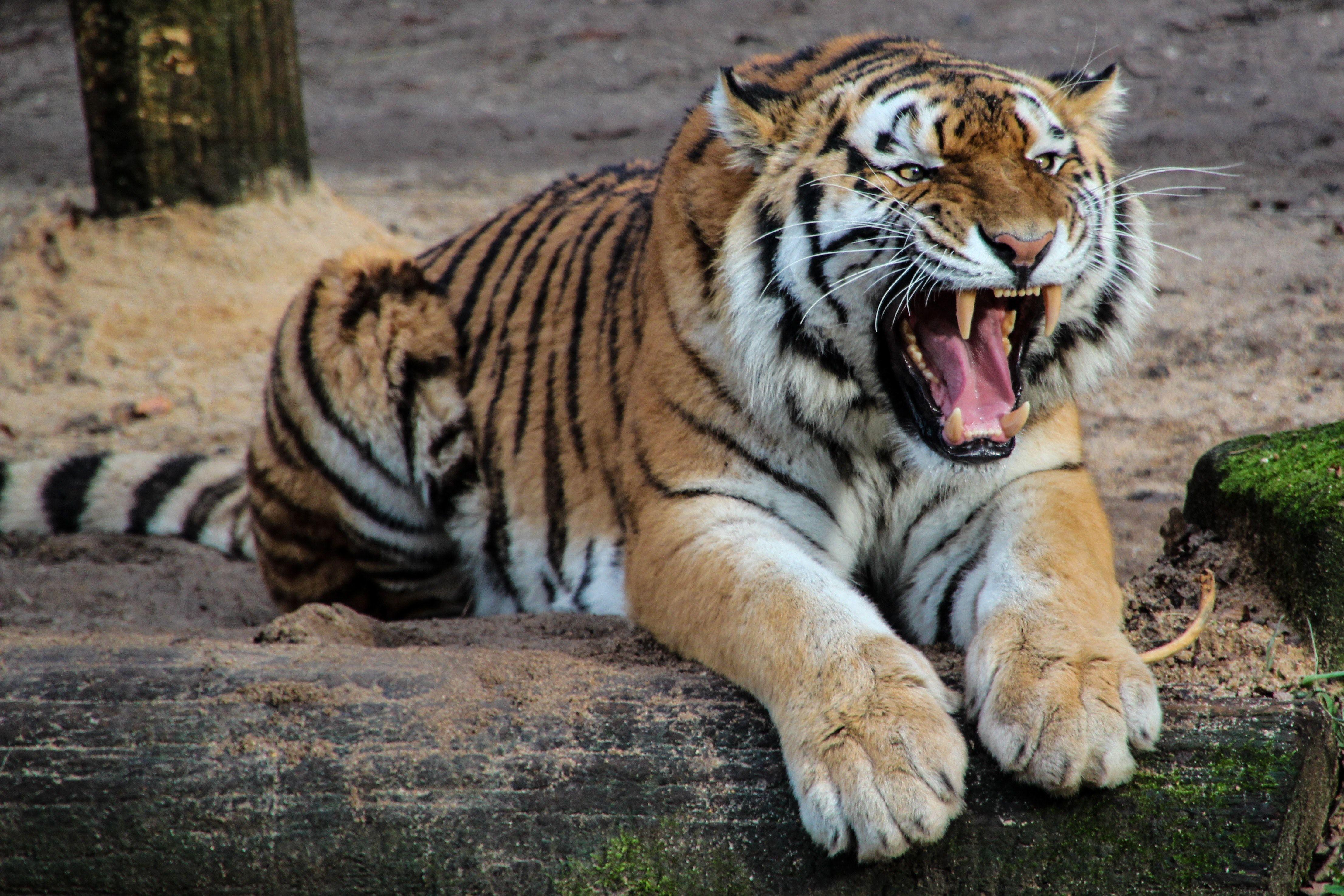 Zoo-tiger-8k-7680x4320 wallpaper, 7680x4320, 1260019