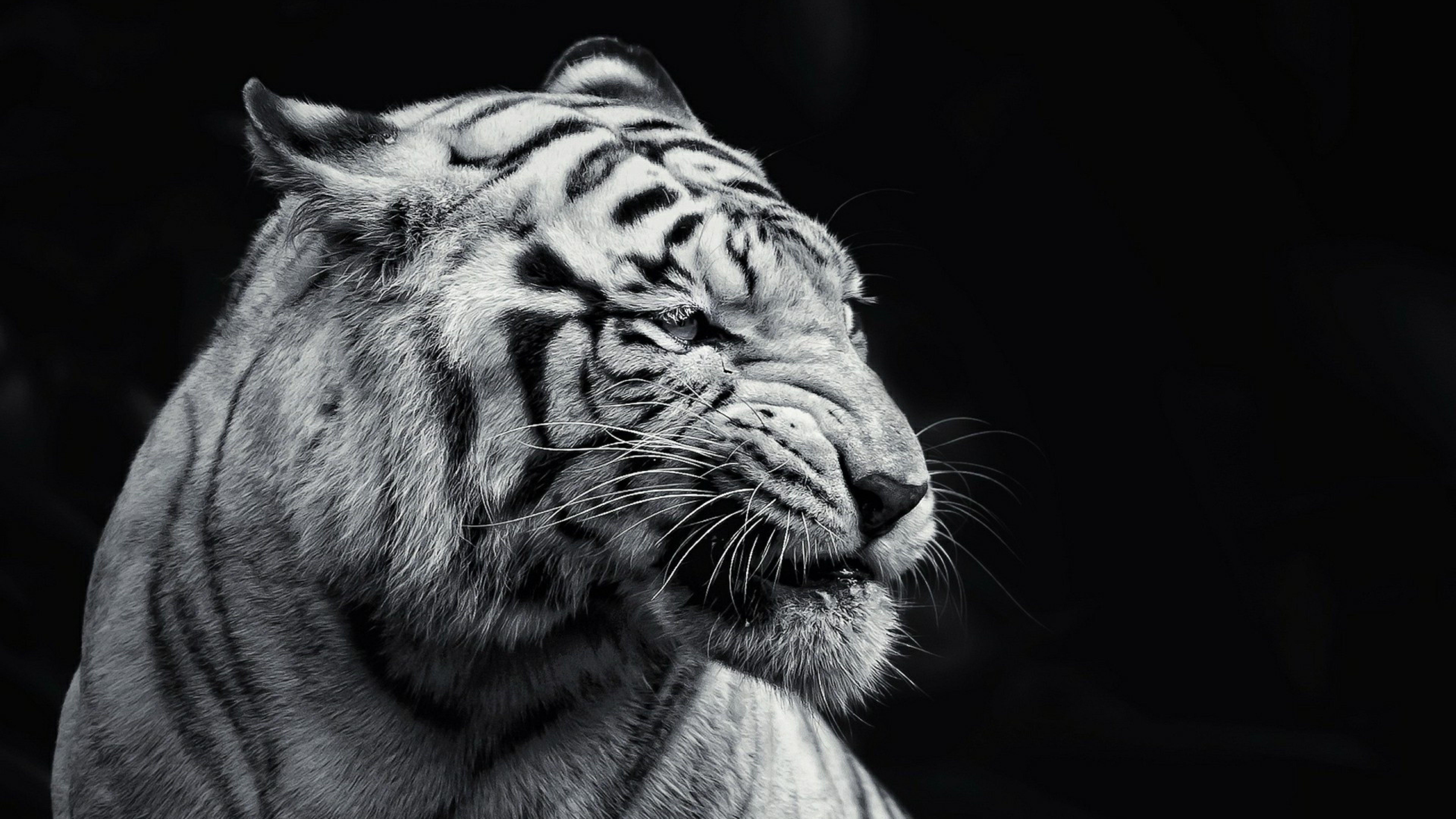 Download Gambar Hd Wallpapers Black Tiger terbaru 2020