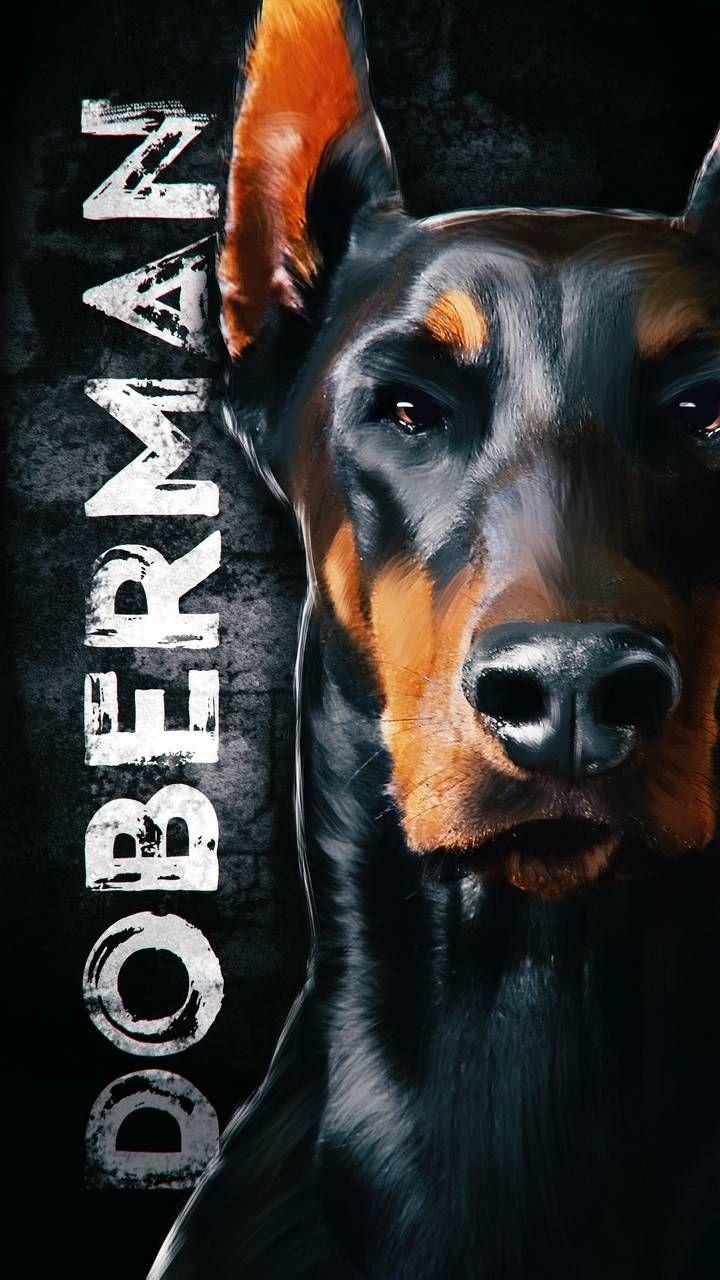 720x1280 Animal Wallpaper Wallpaper : iPhone Wallpaper. Dog wallpaper iphone, Dog wallpaper, Doberman