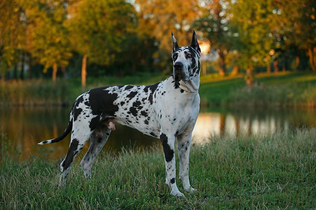 1280x853 Great Dane Wallpaper