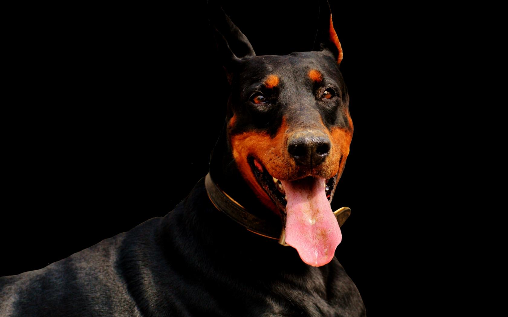 1680x1050 Desktop Wallpaper Doberman, Dog, Muzzle, HD Image, Picture, Background, 8bc5d7