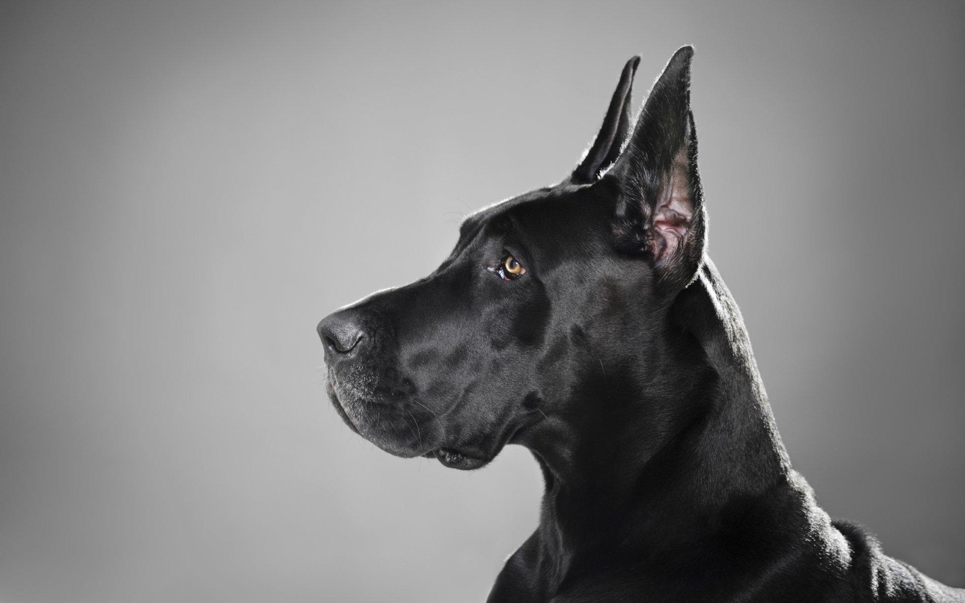 1920x1200 Great Dane HD Wallpaper and Background Image