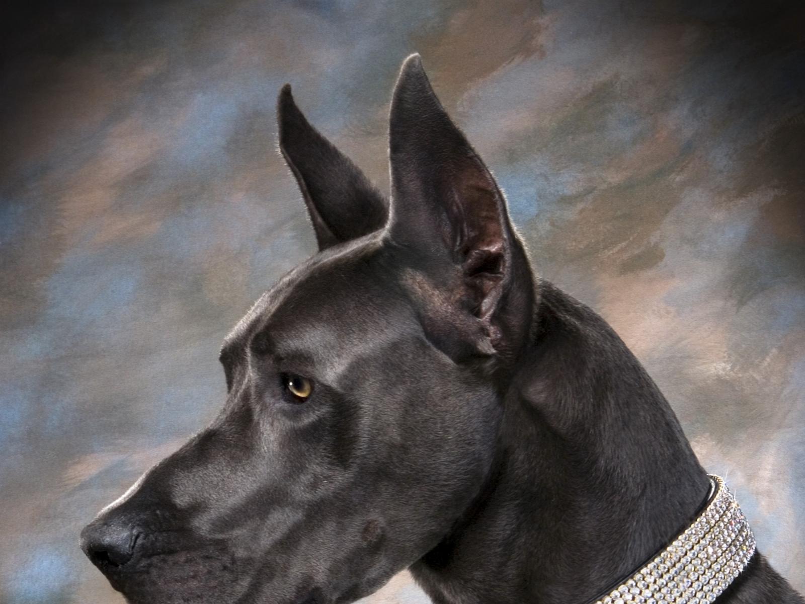 1600x1200 Great Dane Wallpaper