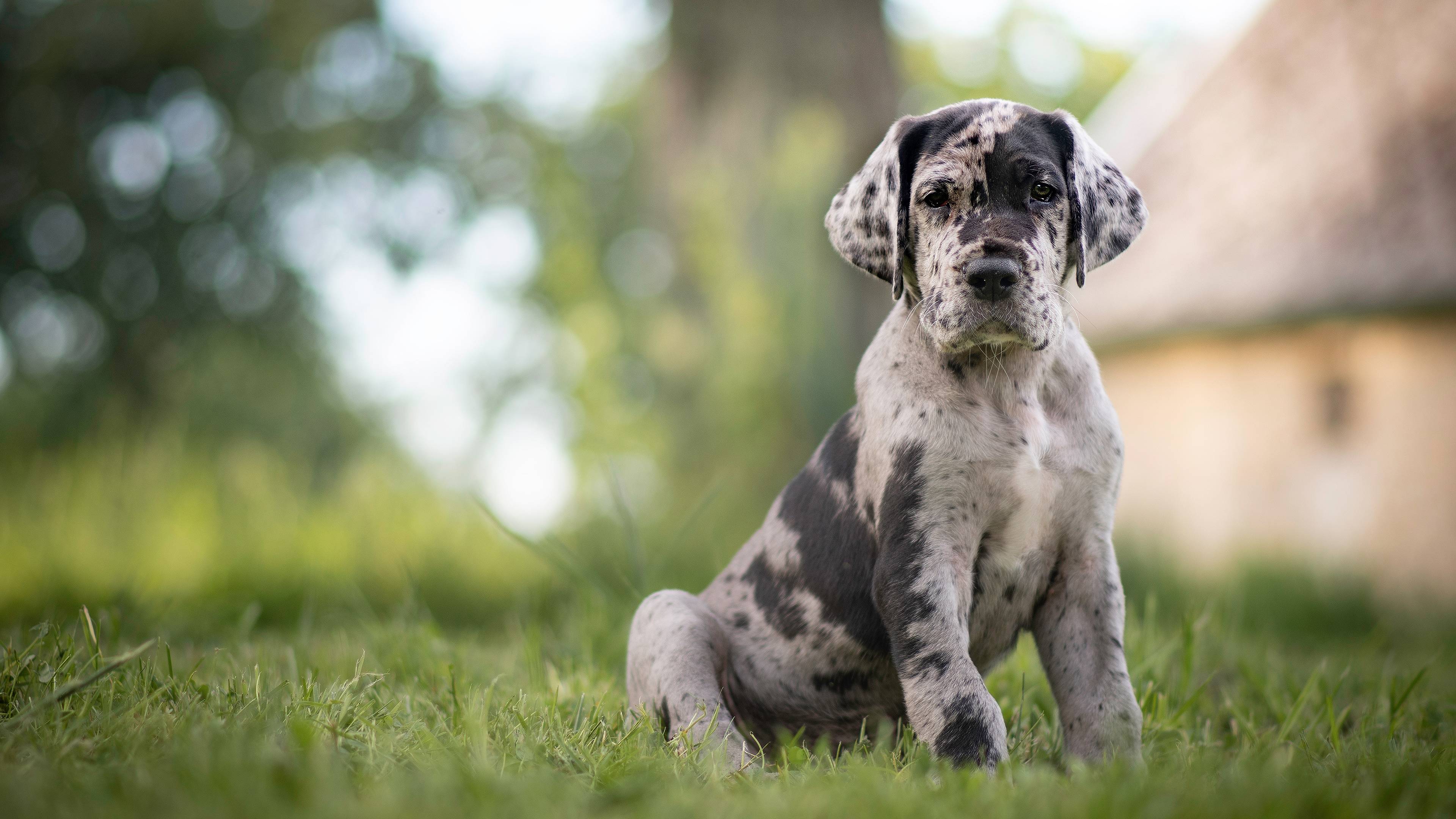 3840x2160 Great Dane Dog Wallpaper