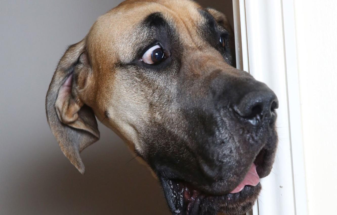 1332x850 Wallpaper eyes, face, dog, the door, dog, great Dane image for desktop, section собаки