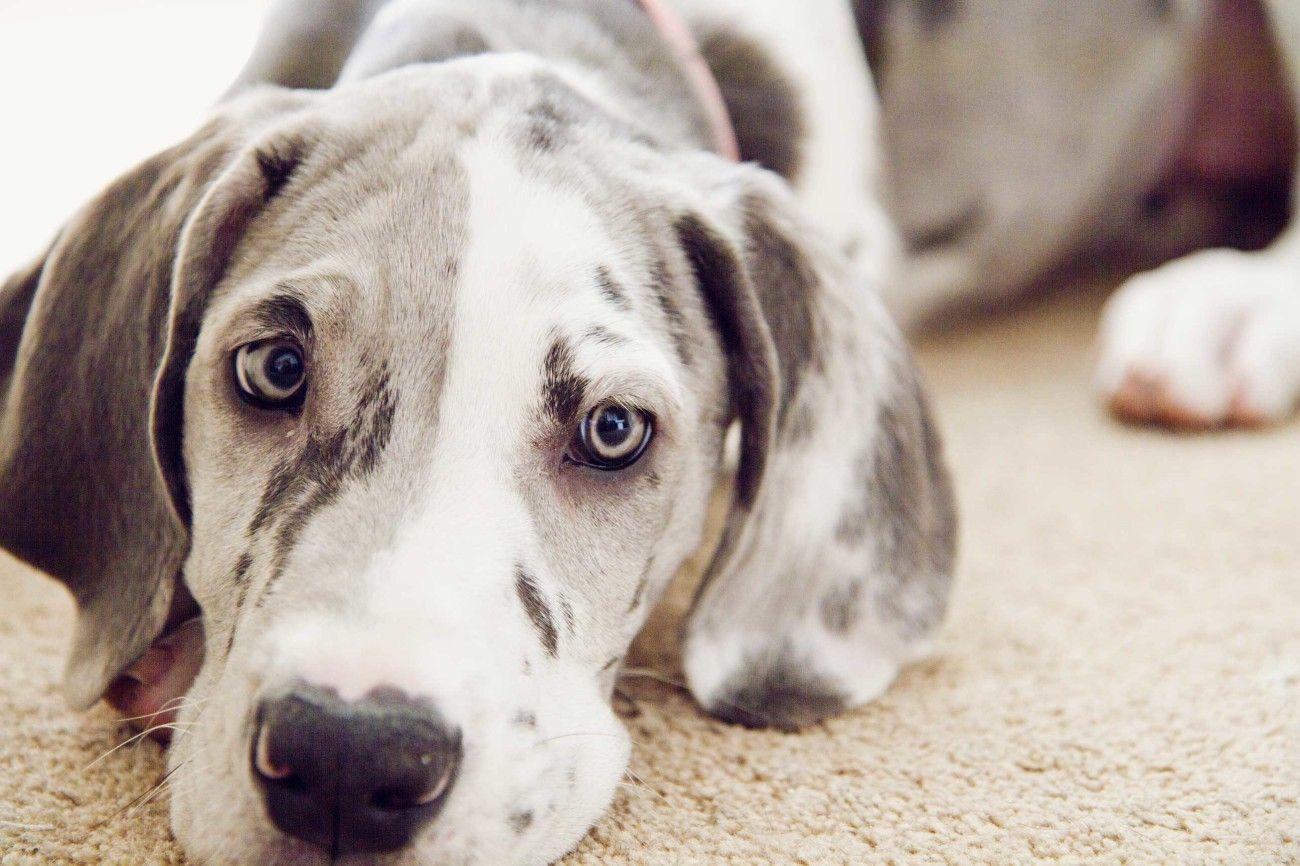 1300x866 Blue Great Dane. Great dane puppy, Great dane dogs, Dane dog
