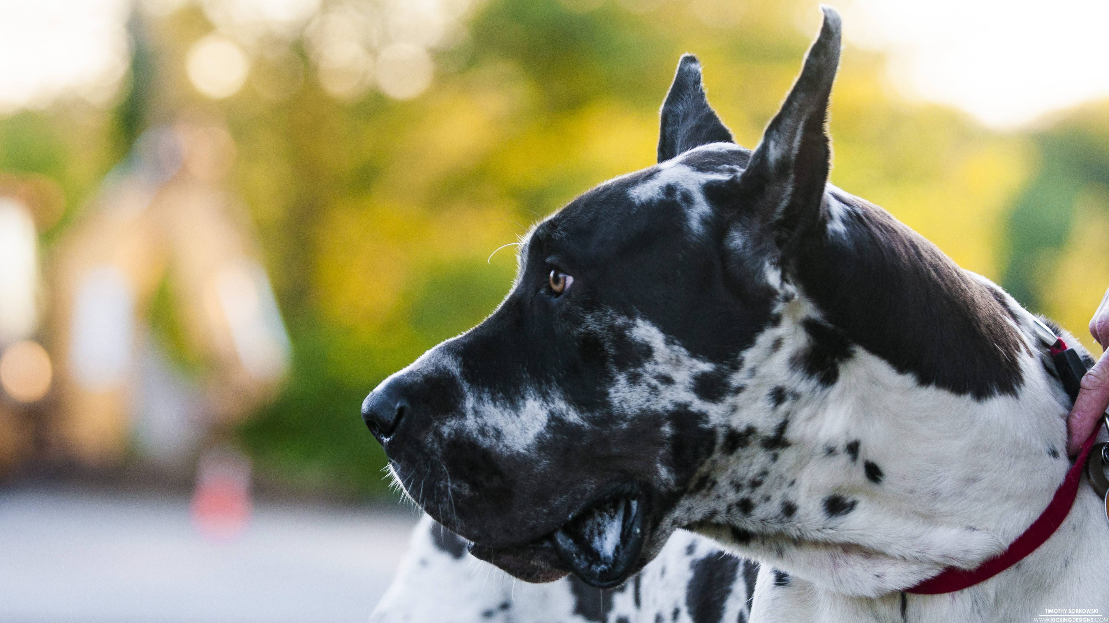 Дог обои. Грейт Дейн. Собака немецкий дог. Мраморный дог. Great Dane собака.