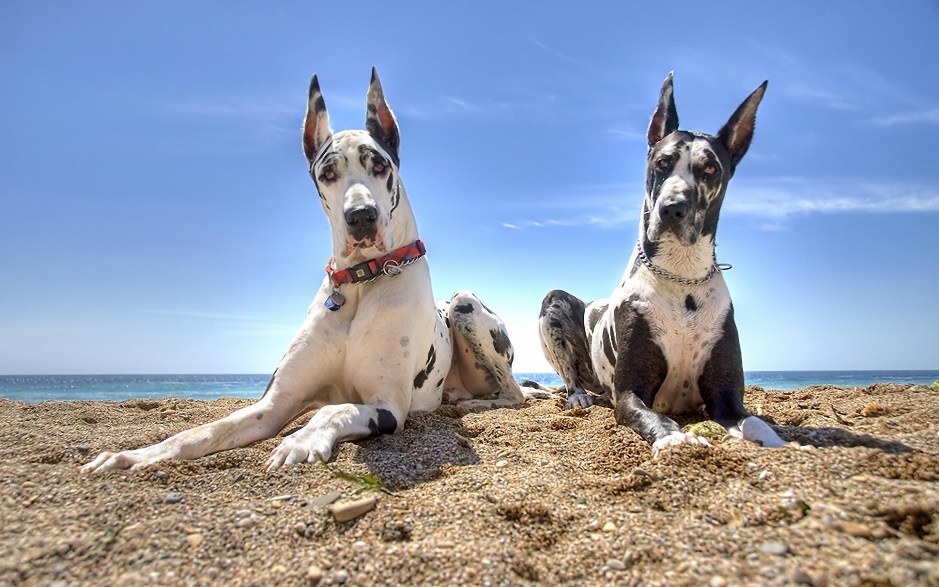 1920x1200 Great Dane Wallpaper Dane Dog HD HD Wallpaper