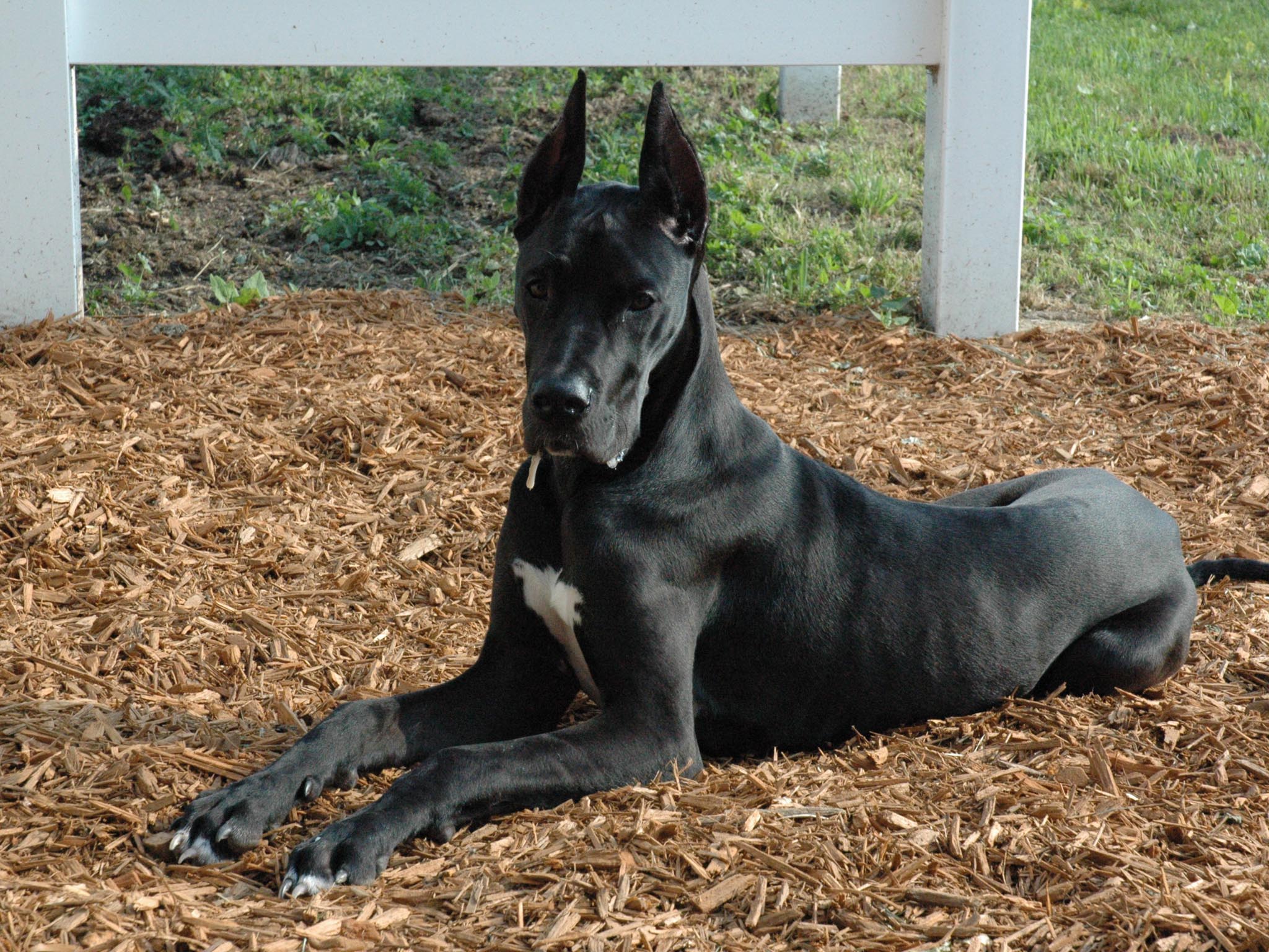 2048x1536 HD Great Dane Dog Wallpaper
