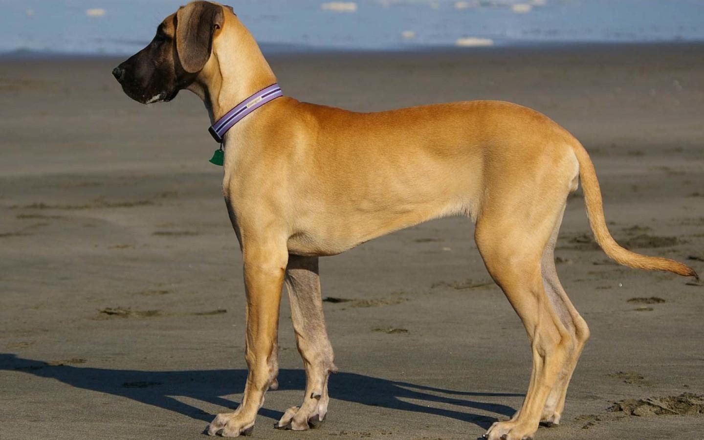1440x900 Free download Great Dane Dog Wallpaper [1600x900] for your Desktop, Mobile & Tablet. Explore Great Dane Wallpaper. Great Dane Wallpaper Borders