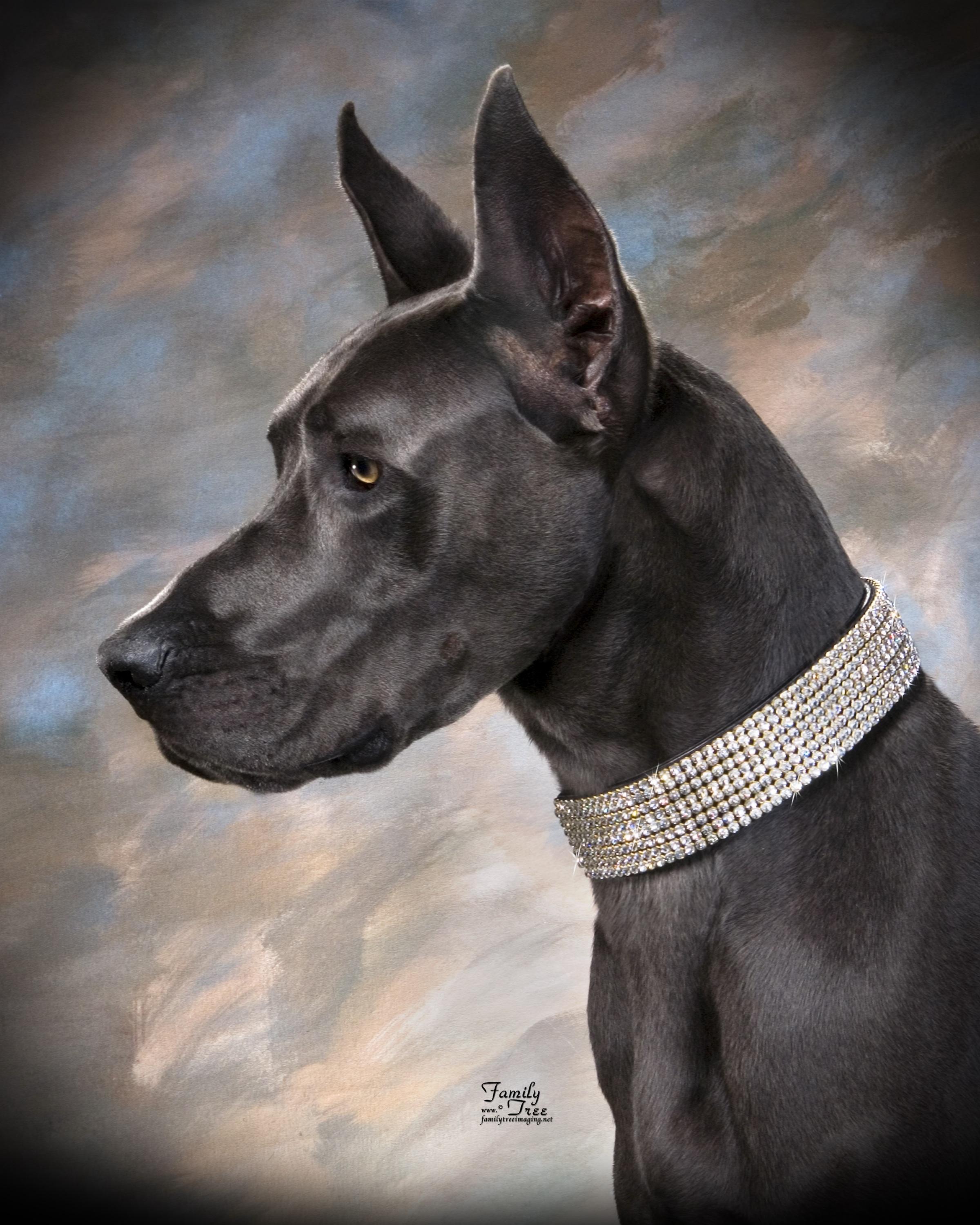 Great Dane Dog Wallpapers - Top Free Great Dane Dog Backgrounds