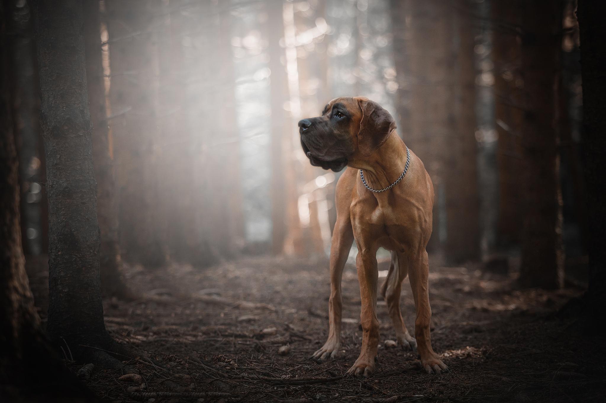 2048x1365 Great Dane HD Wallpaper