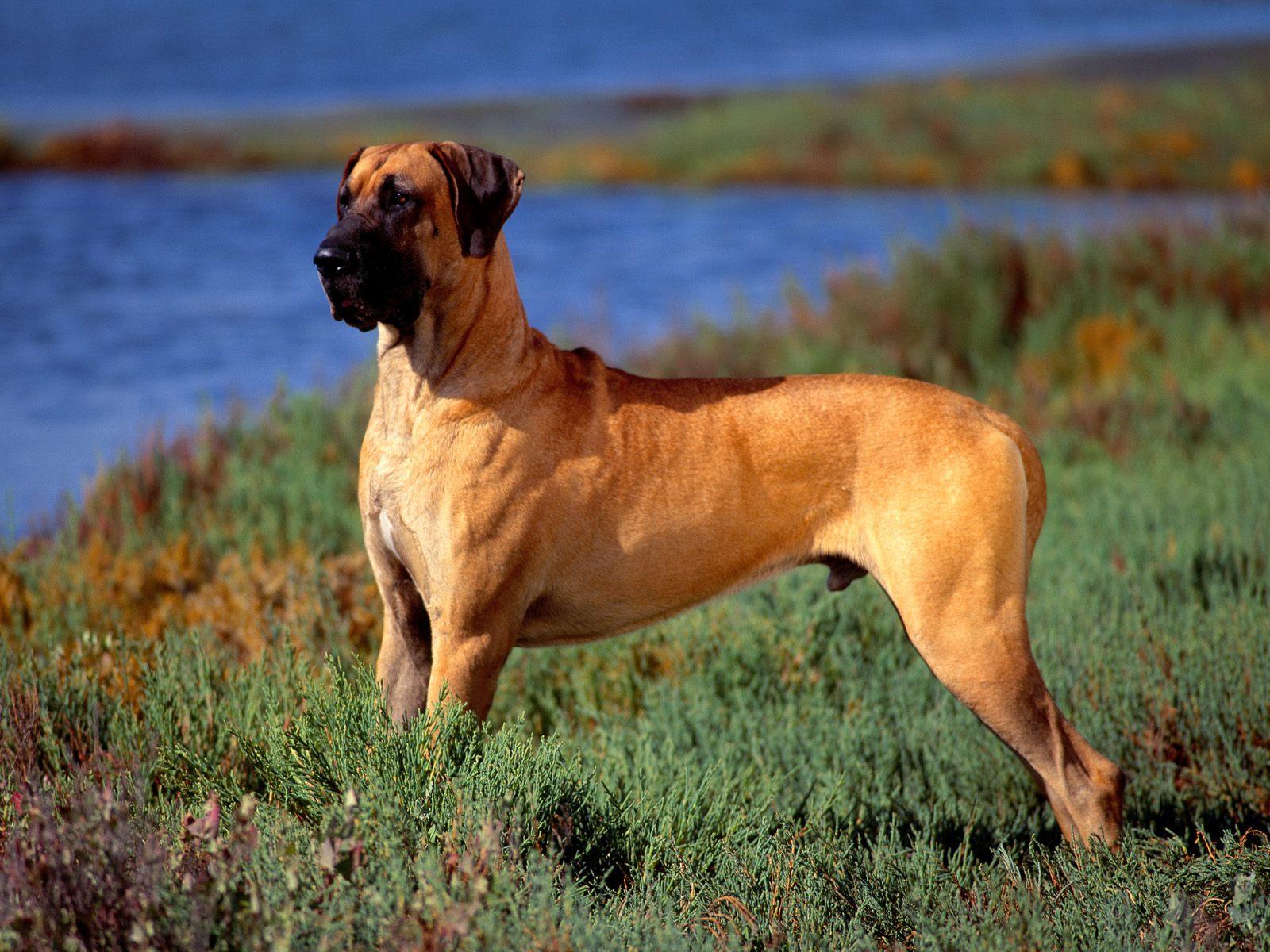 1600x1200 great dane. HD Windows Wallpaper