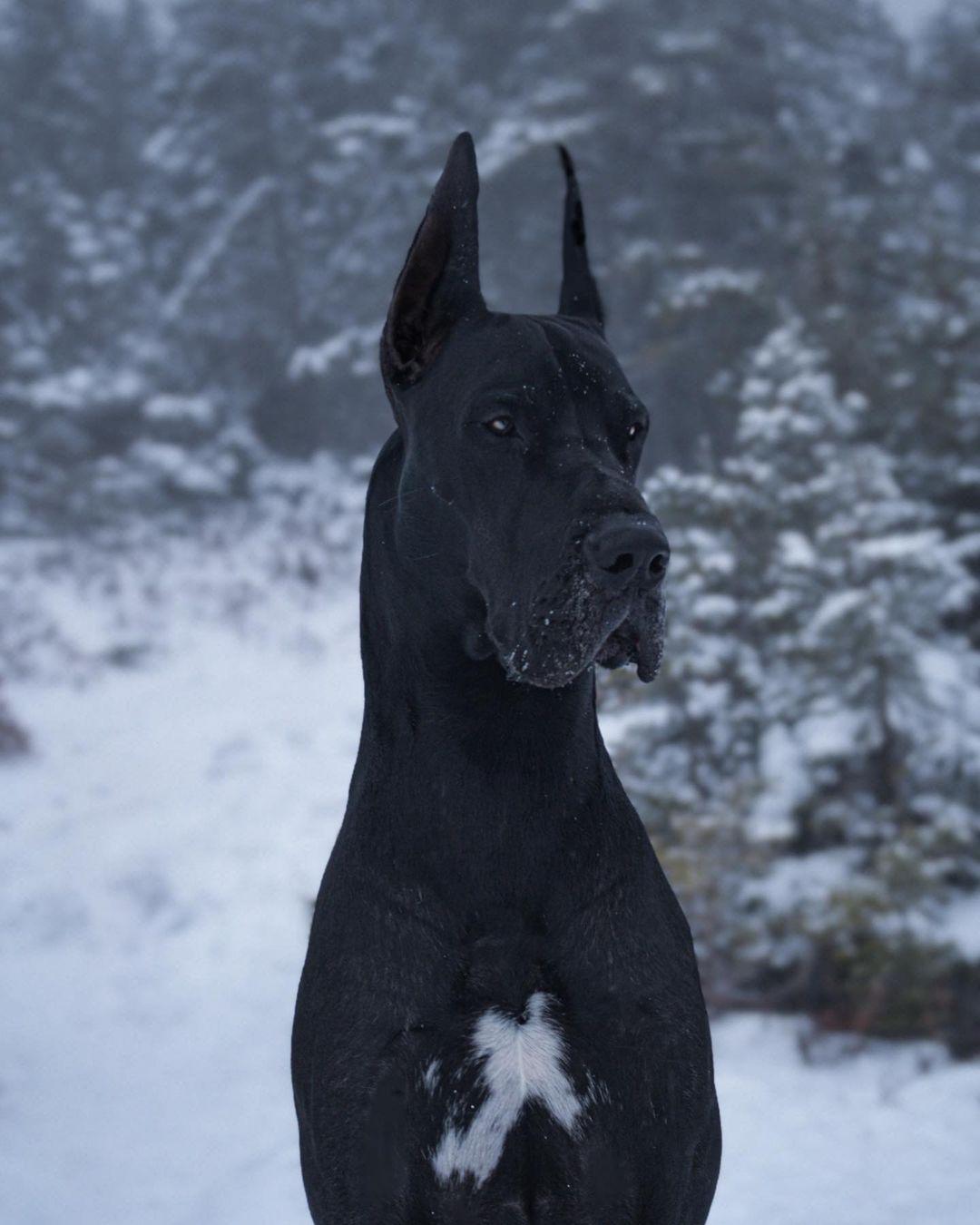 1080x1350 Canadian Great Dane Famous on Instagram For Looking Like Batman