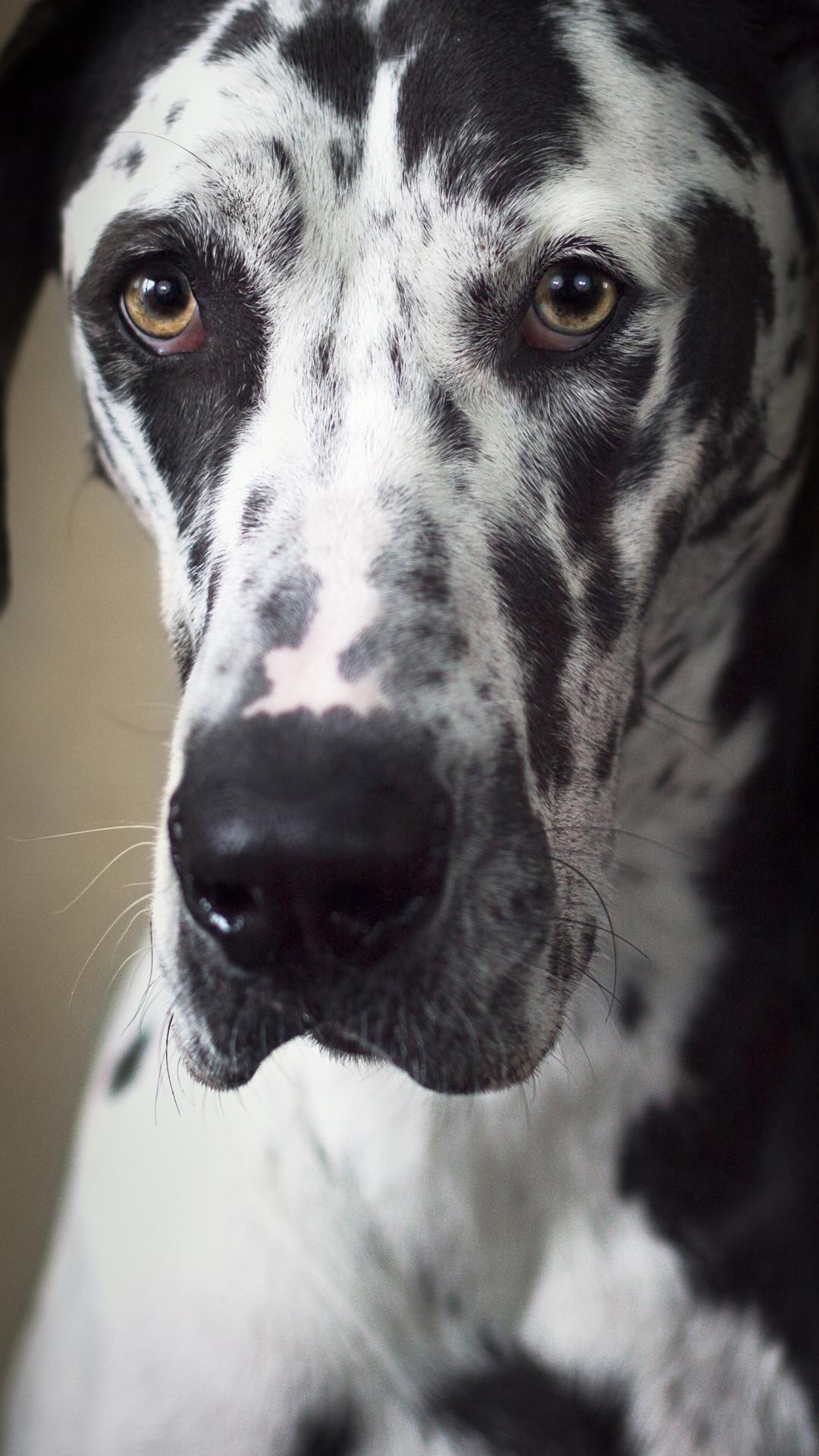 Great Dane Dog Wallpapers - Top Free Great Dane Dog Backgrounds 