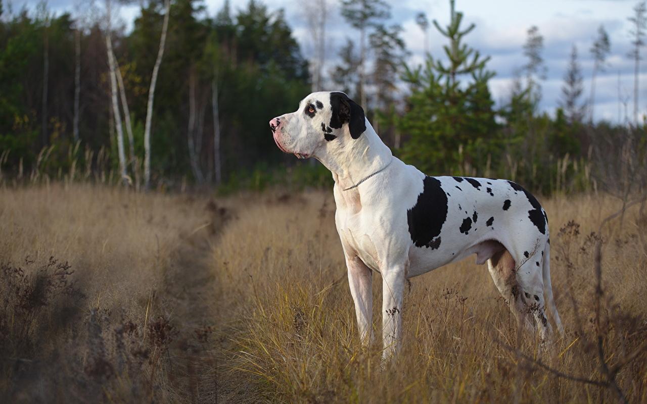 1280x800 Picture Great Dane dog harlequin Grass animal