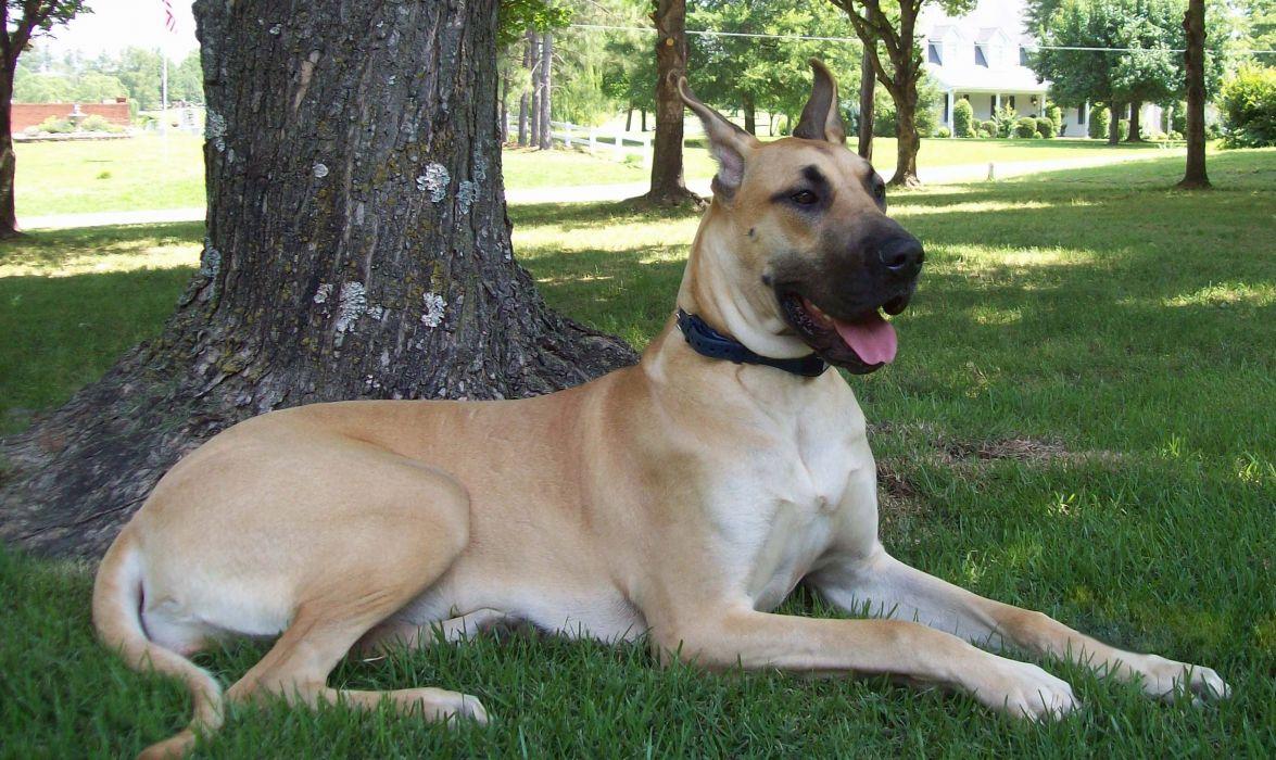 1175x700 GREAT DANE dog dogs wallpaperx1635