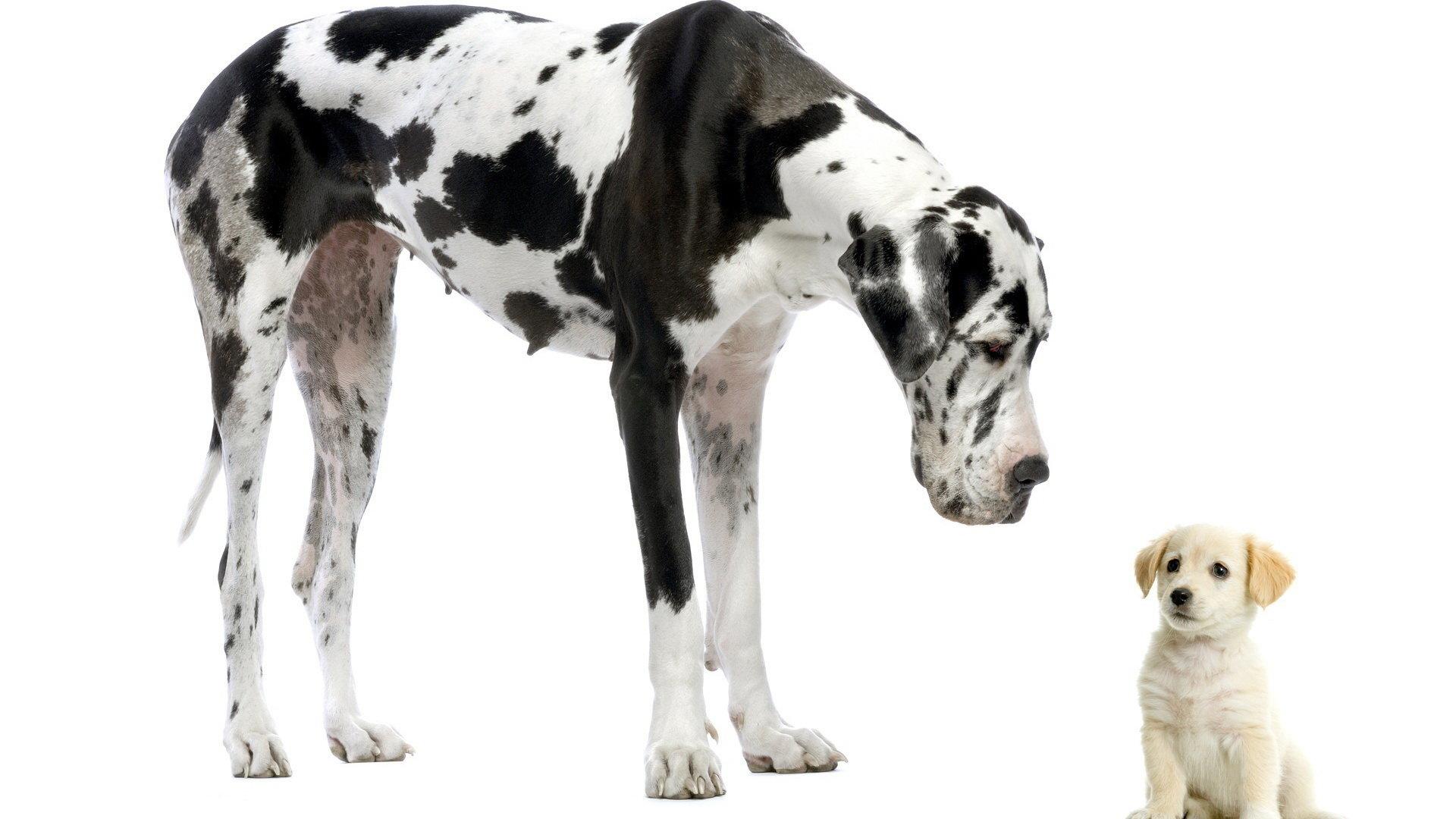 1920x1080 Great Dane wallpaper 1920x1080 Full HD (1080p) desktop background