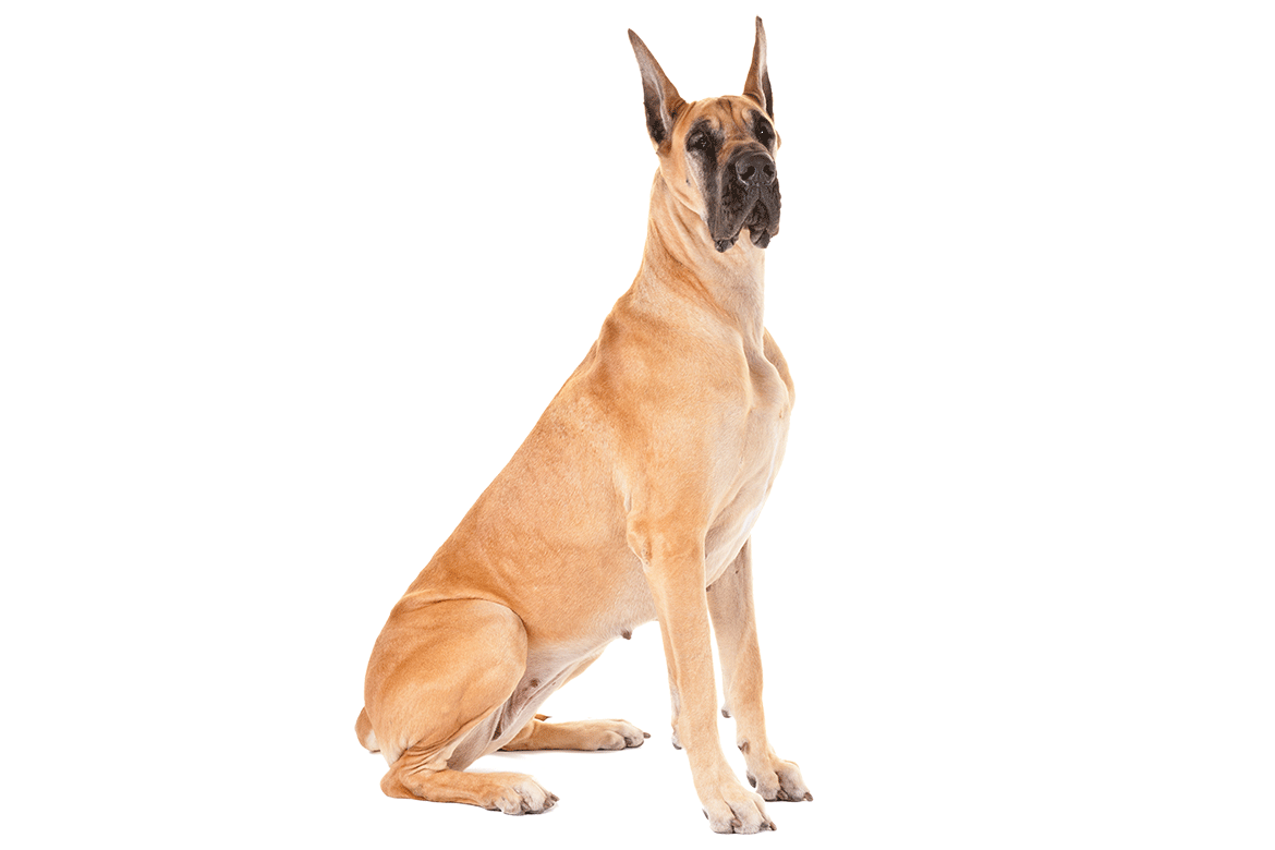 1170x780 Most Adorable Great Dane Dog Photo And Picture