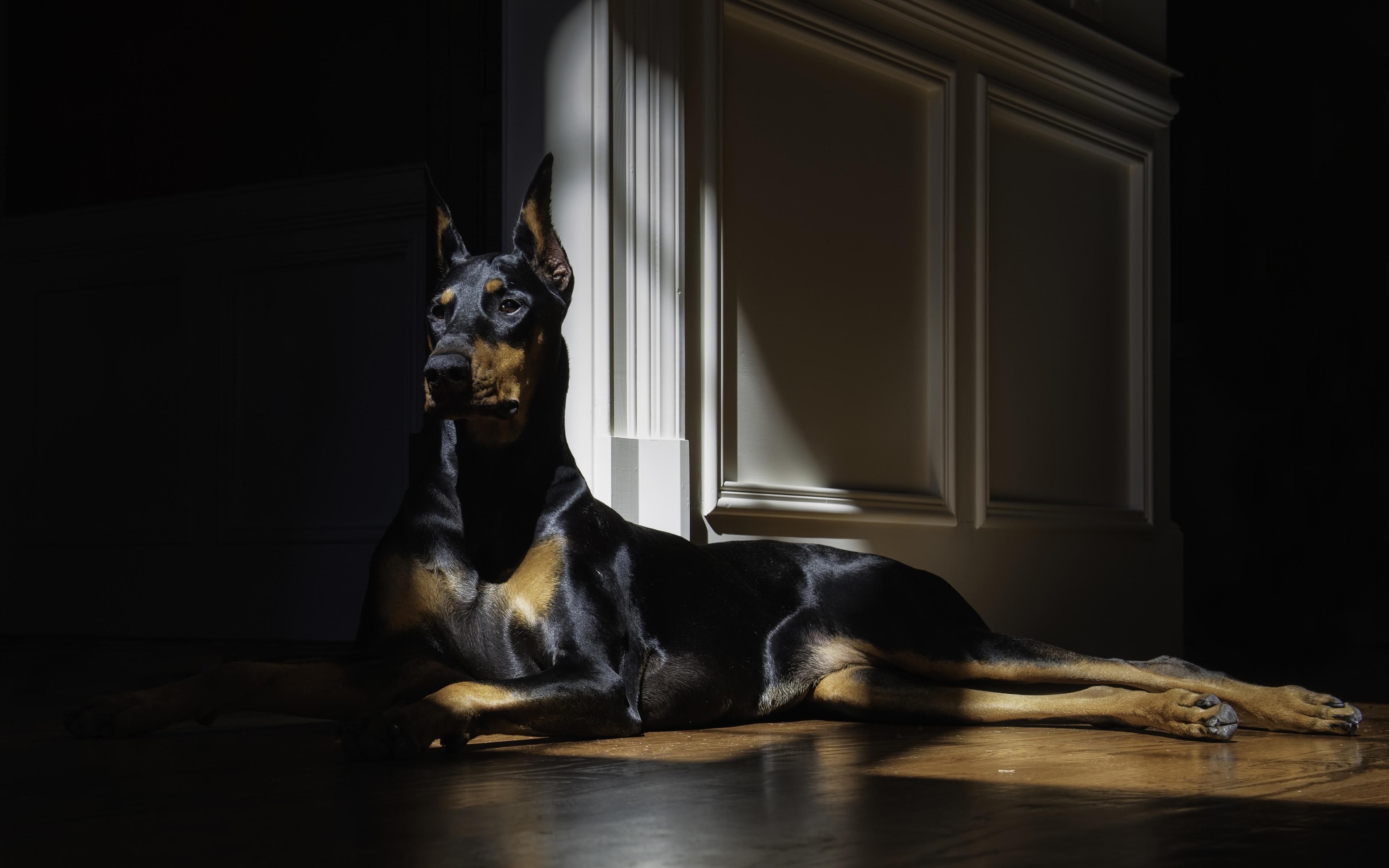 3840x2400 Great Dane Dog Wallpaper