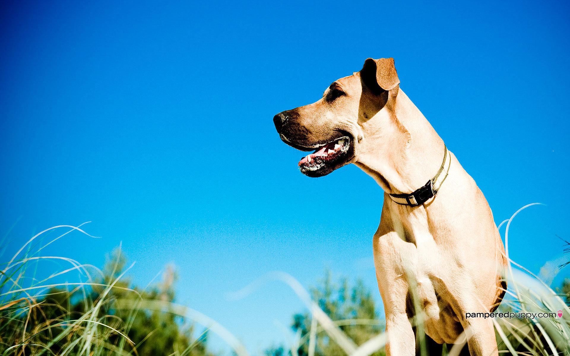 1920x1200 Great Dane Wallpaper background picture