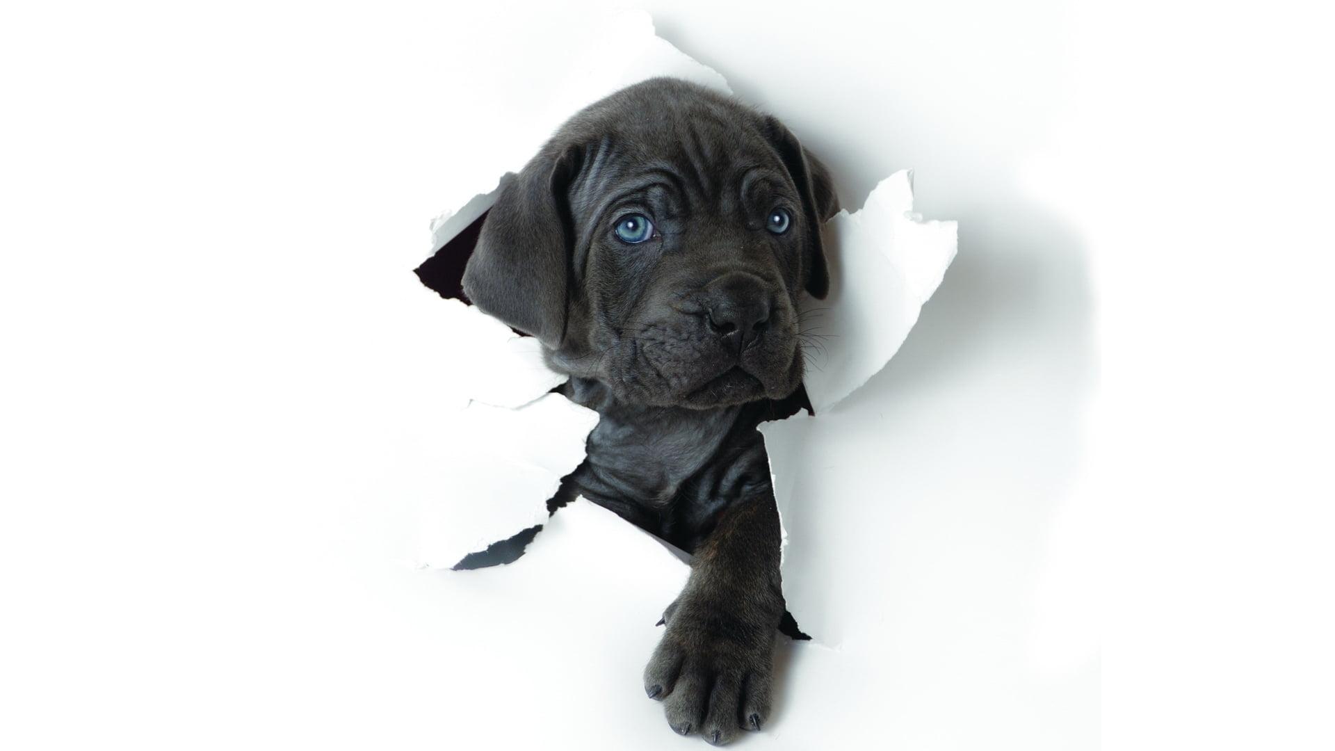 1920x1080 Great dane Wallpaper HD 1080p Full HD. Great Love Art