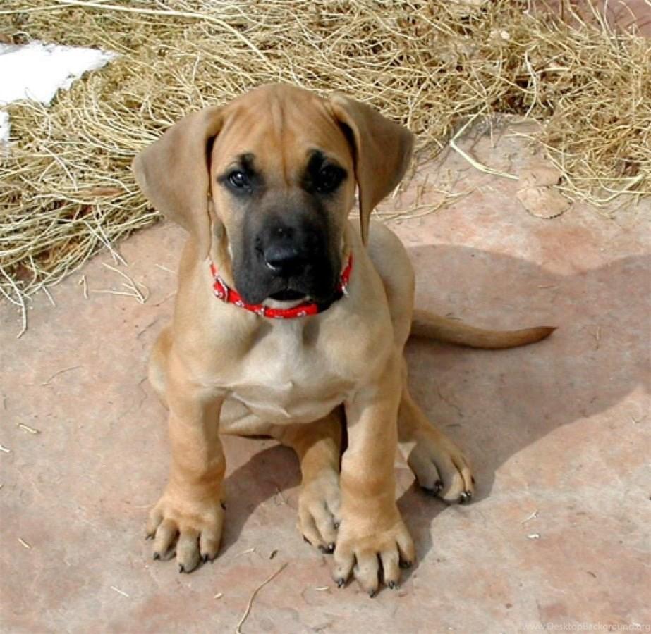 923x900 Great Dane Puppy Wallpaper Android Apps On Google Play Desktop Background