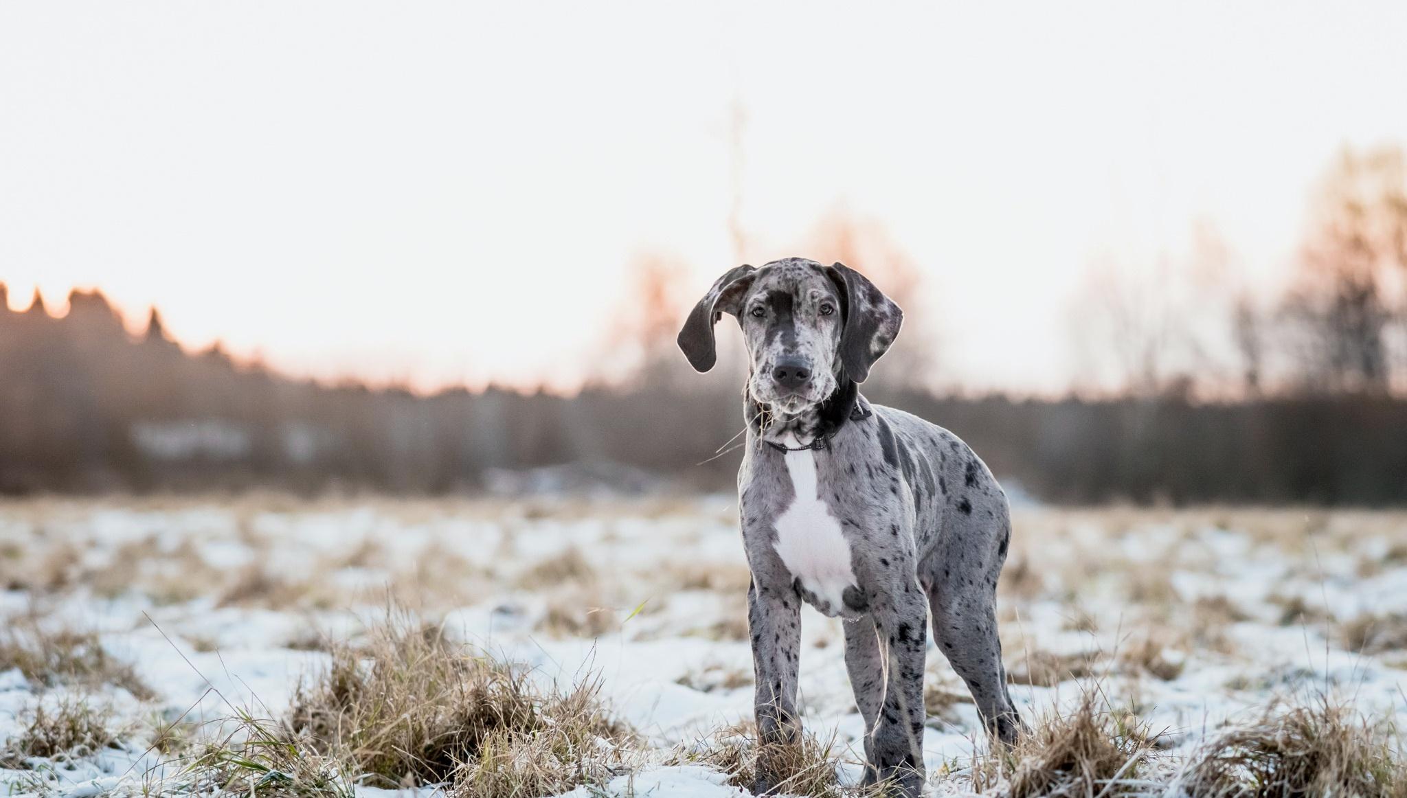 2048x1162 Great Dane HD Wallpaper