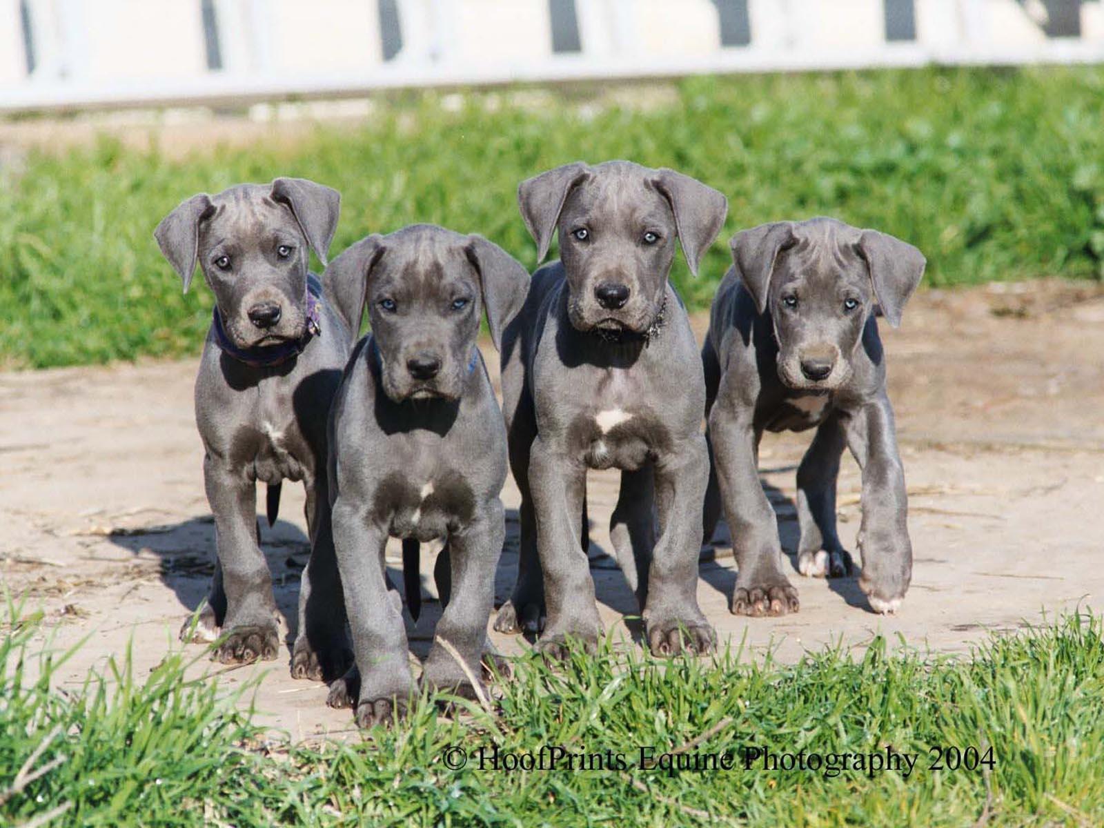 1600x1200 Free download Great Dane Puppies Great Dane Puppies Wallpaper Download For [1600x1200] for your Desktop, Mobile & Tablet. Explore Great Dane Wallpaper. Great Dane Wallpaper Borders