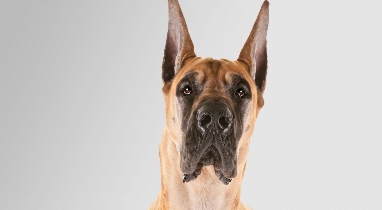 Great Dane Dog Wallpapers - Top Free Great Dane Dog Backgrounds