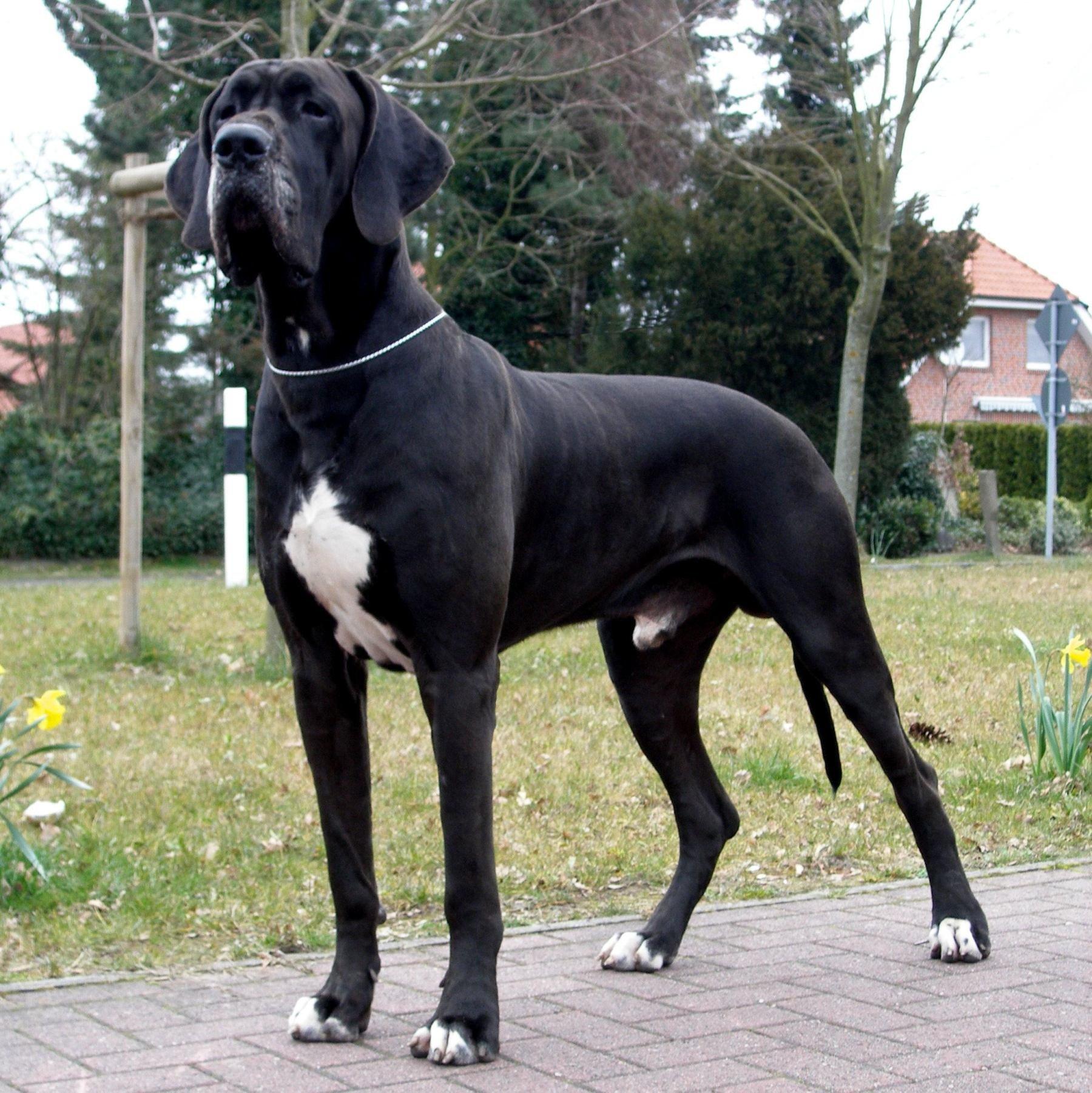 1800x1802 great, Dane, Dog, Dogs Wallpaper HD / Desktop and Mobile Background