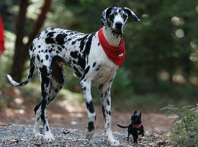 404x300 Happy Animals Dogs Chihuahua Great Dane Desktop Background Wallpaper