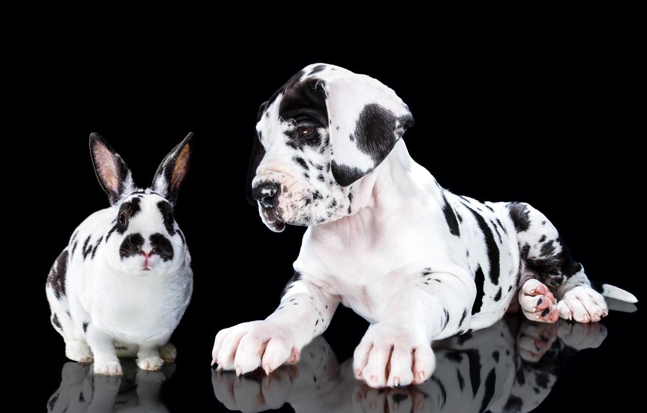 1332x850 Wallpaper portrait, dog, rabbit, puppy, black background, spotted, Great Dane, Natalia Lays image for desktop, section животные