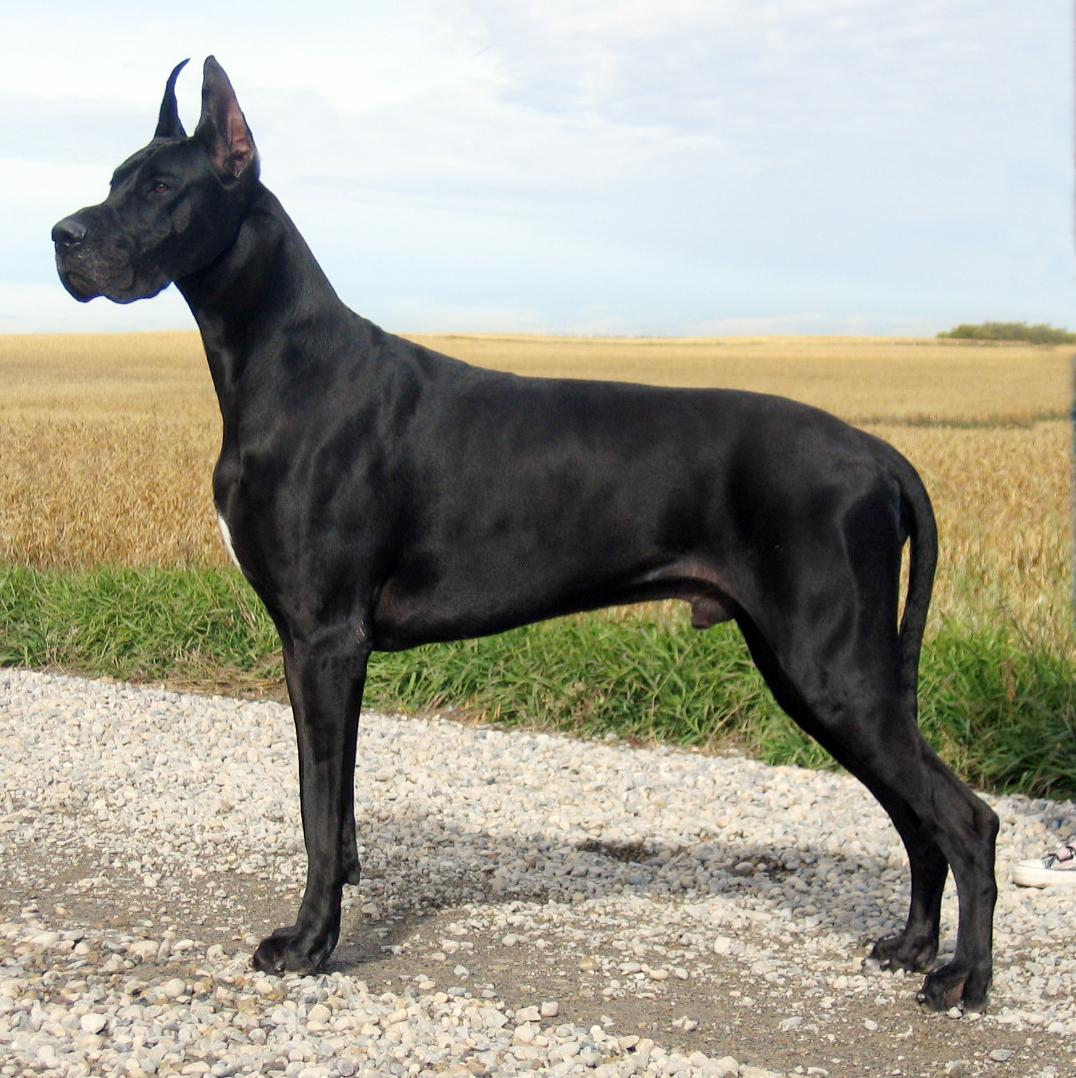 1076x1078 Majestic Great Dean Dog Wallpaper Dane Dog
