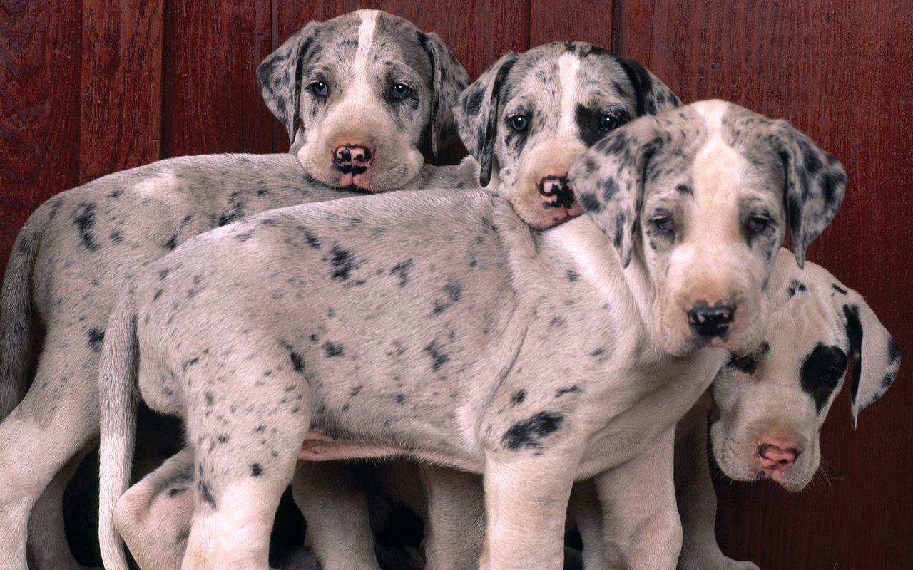 1280x800 Cute Puppies Great Dane