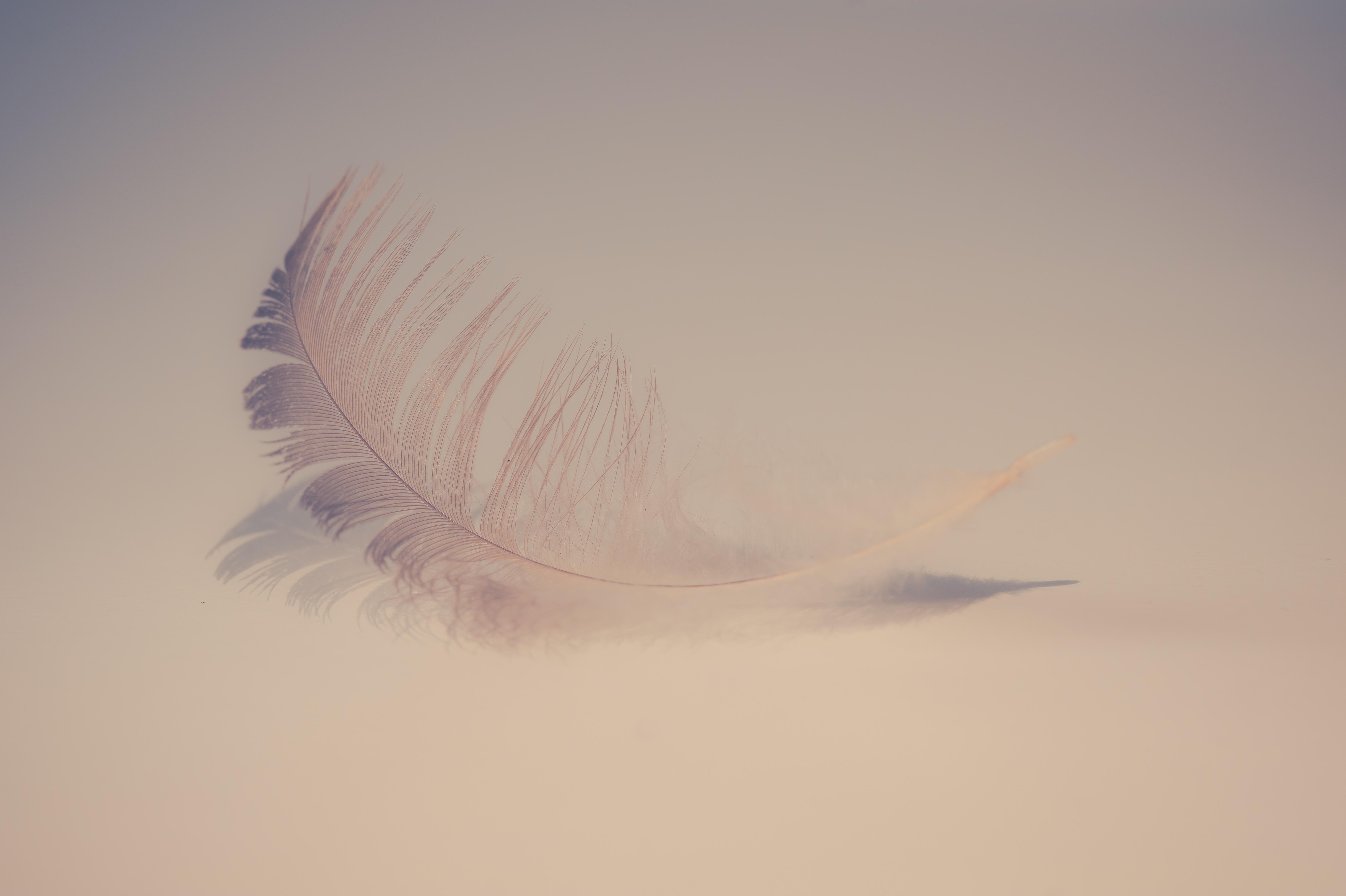 5456x3632 Feather Soft 5k 2048x1152 Resolution HD 4k Wallpaper, Image, Background, Photo and Picture