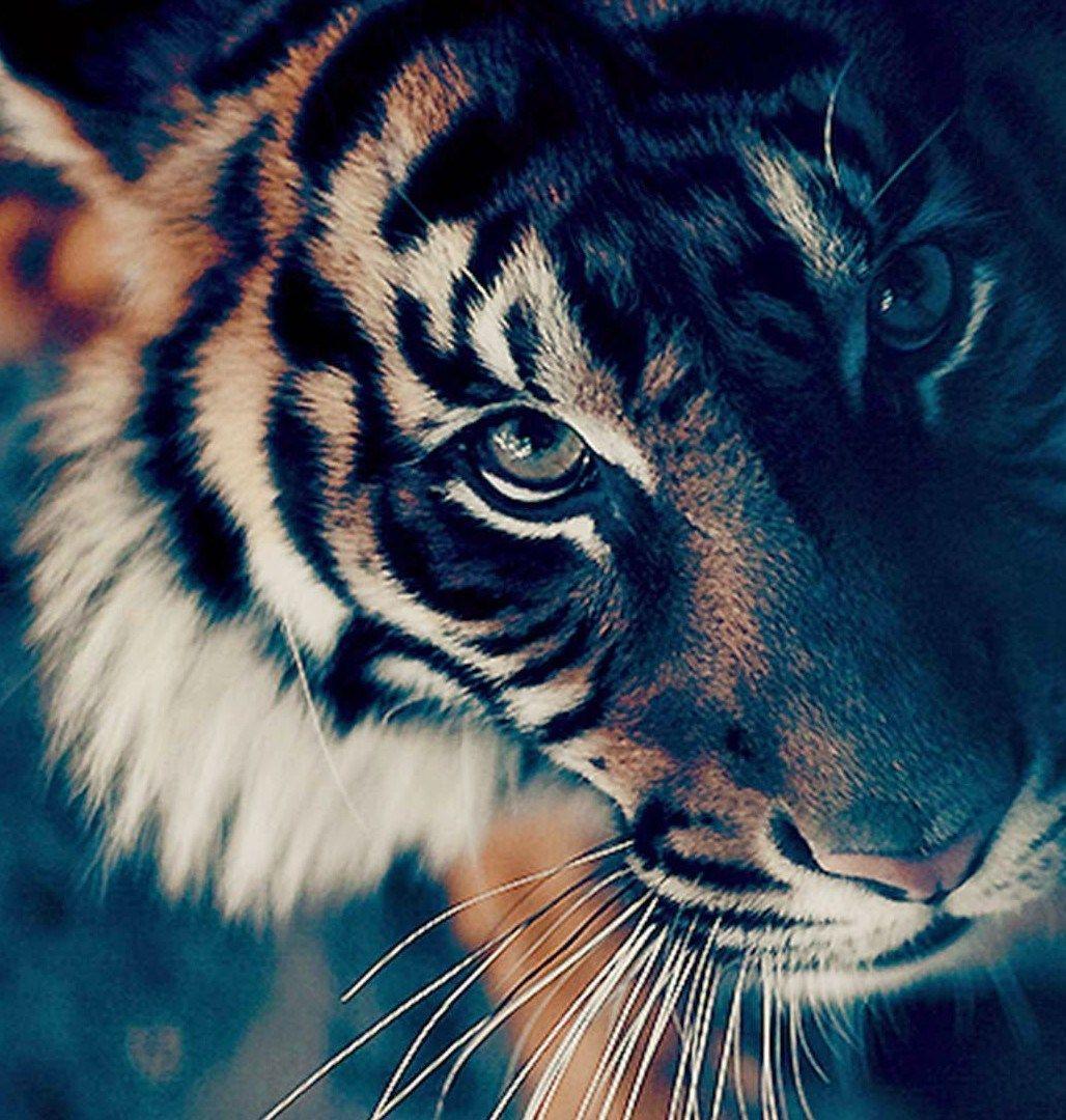 Premium Photo  Tiger on the grass wallpaper