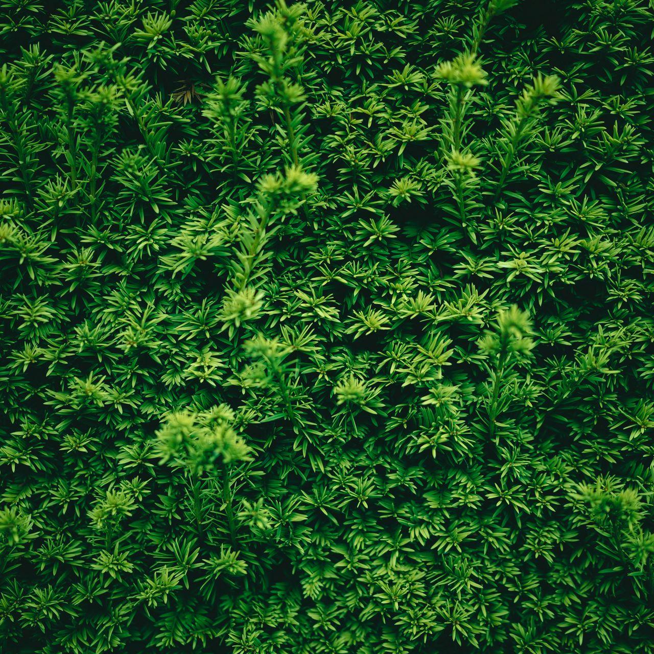 1280x1280 Download wallpaper 1280x1280 leaves, plant, green, texture ipad, ipad ipad mini for parallax HD background