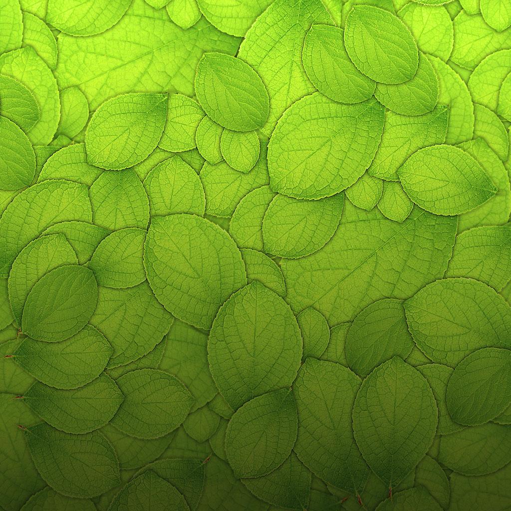1024x1024 Background Leaves Texture IPad IPad2 Wallpaper