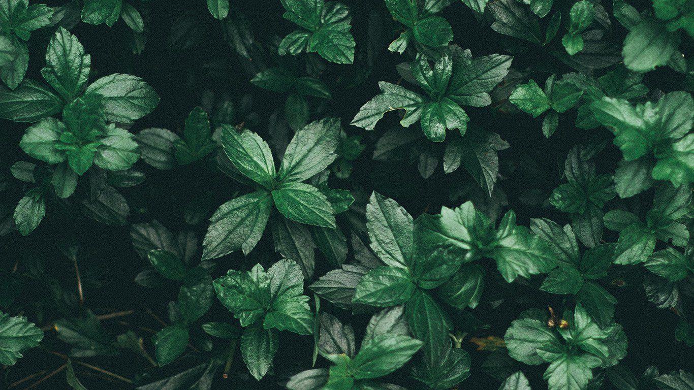1366x768 Green Aesthetic Laptop Wallpaper