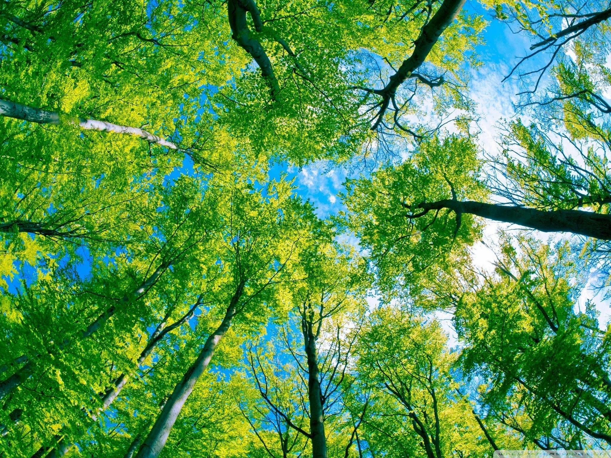 2048x1536 Green Forest Desktop Laptop Wallpaper