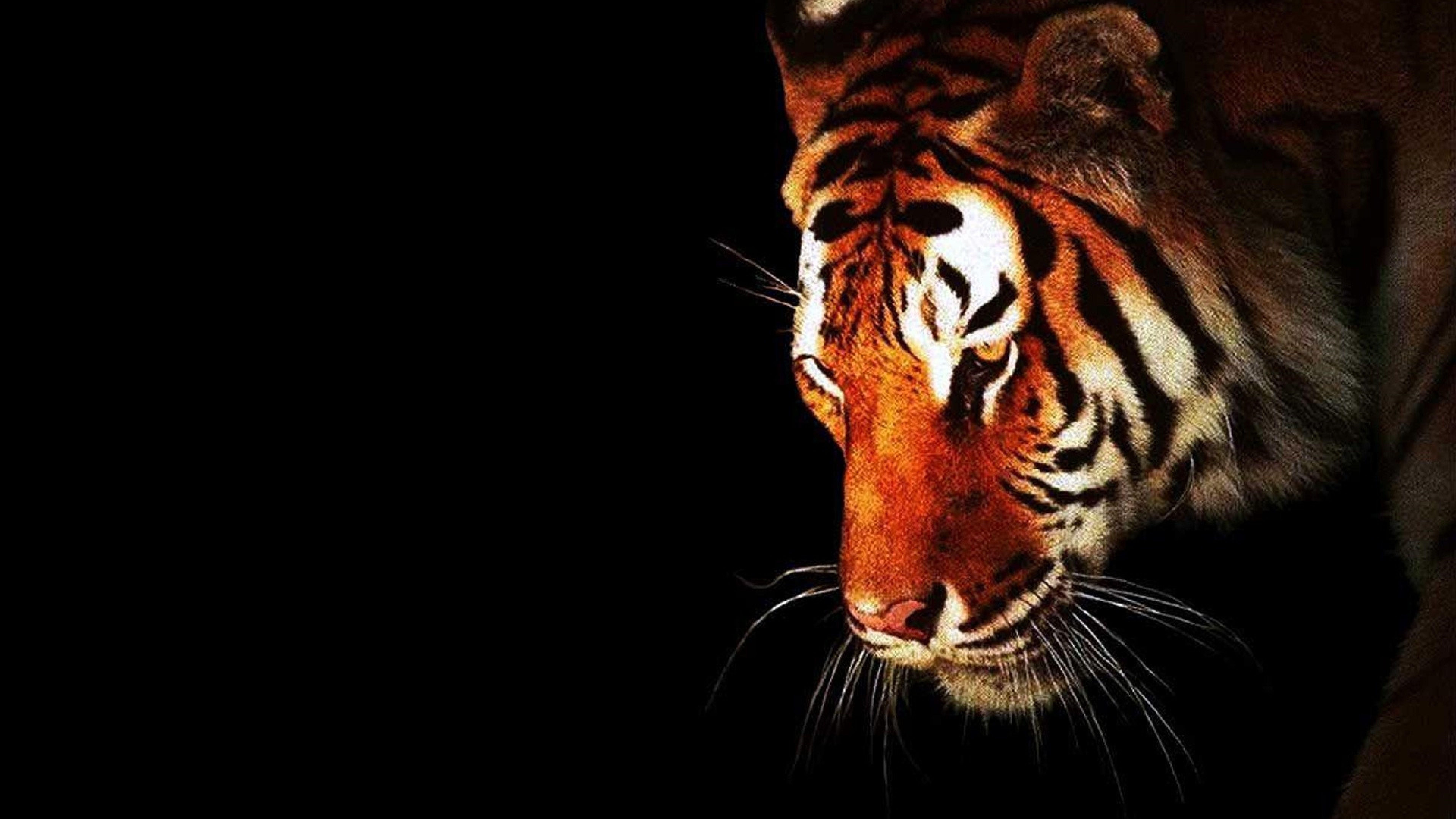 خلفيات النمر مميزة , اجمل صور النمور الملونة , 2021 8K Tiger UHD