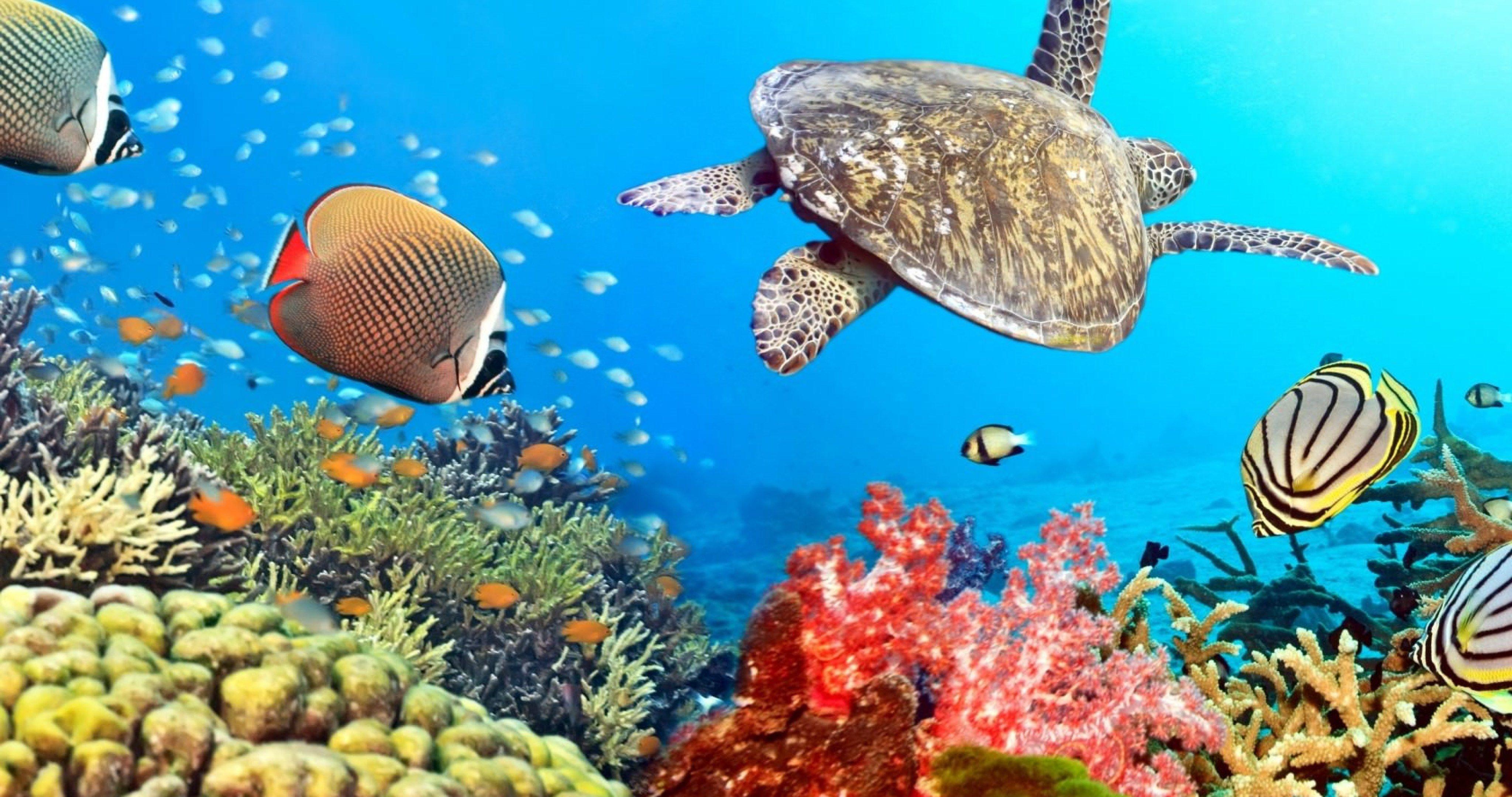 4K Ultra HD Underwater Wallpapers - Top Free 4K Ultra HD Underwater