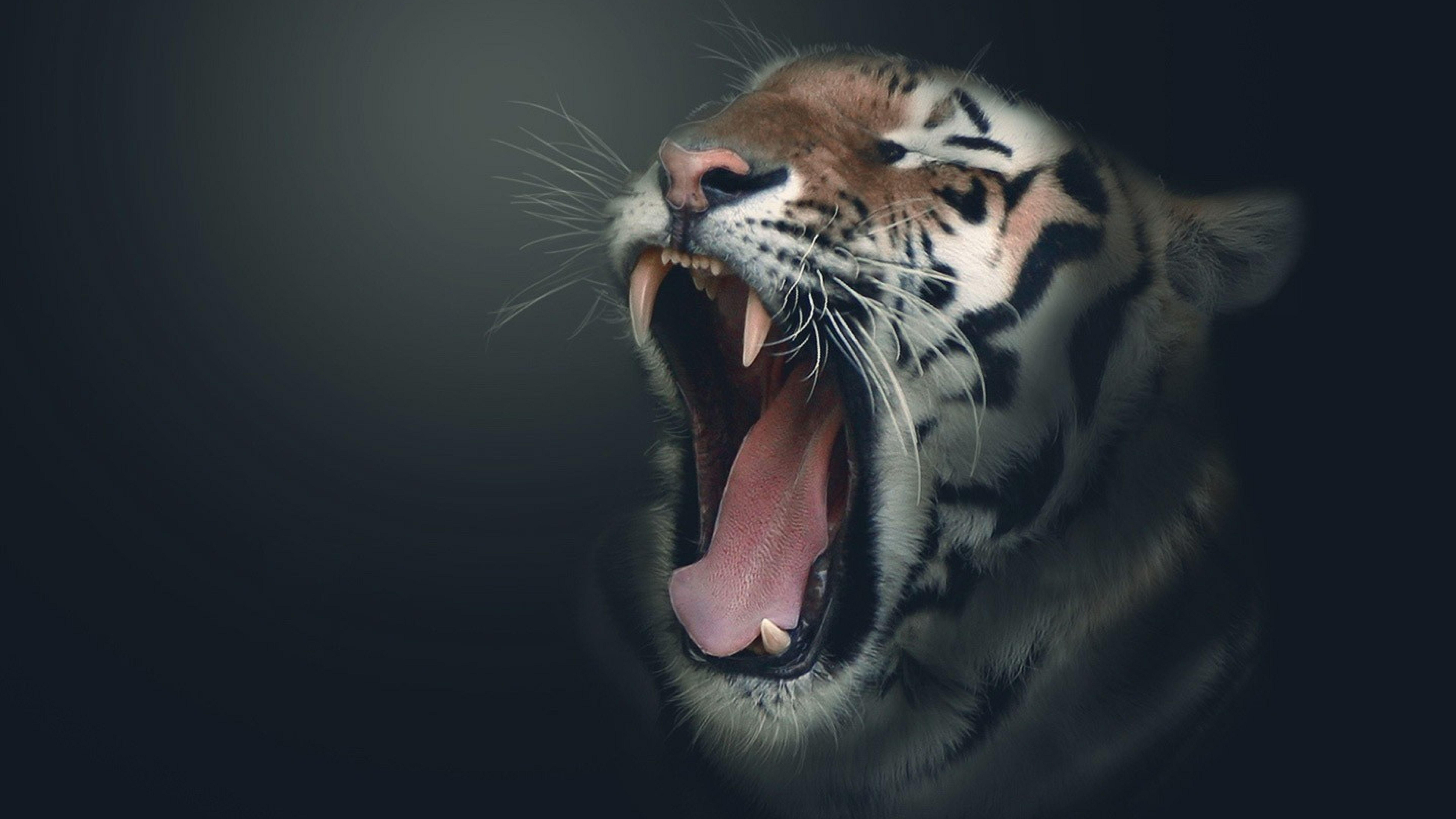 8K Tiger UHD Wallpapers - Top Free 8K Tiger UHD ...
